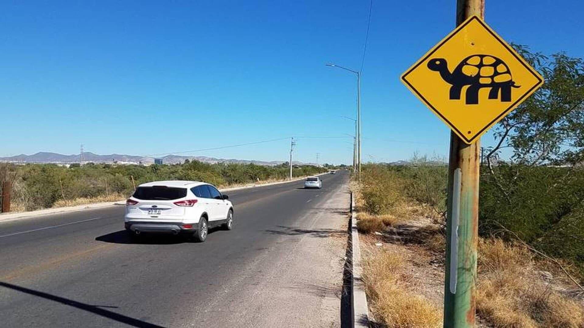 Piden Tomar Precauciones por Cruce de Tortugas en Paseo Río Sonora