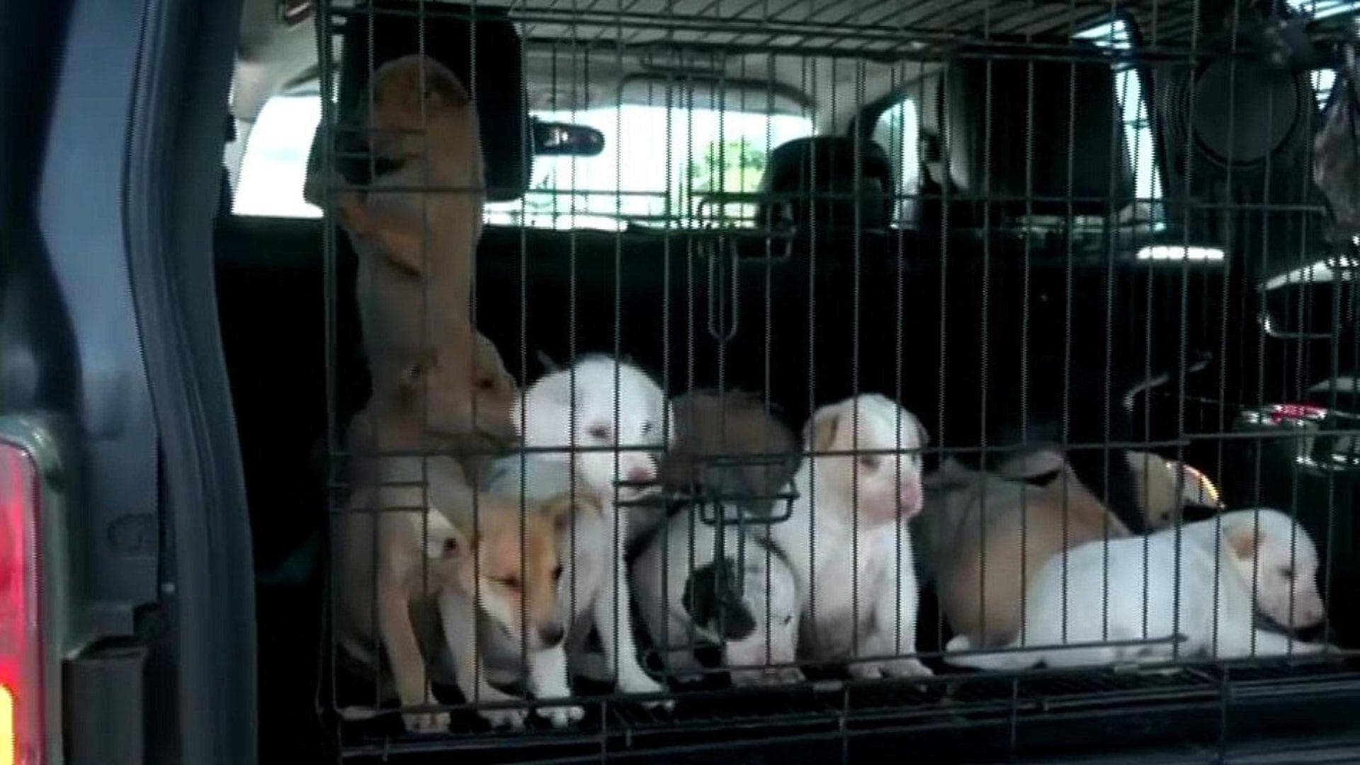 Rescatan a 8 Perritos Abandonados Bajo un Puente en Canal Nacional, CDMX