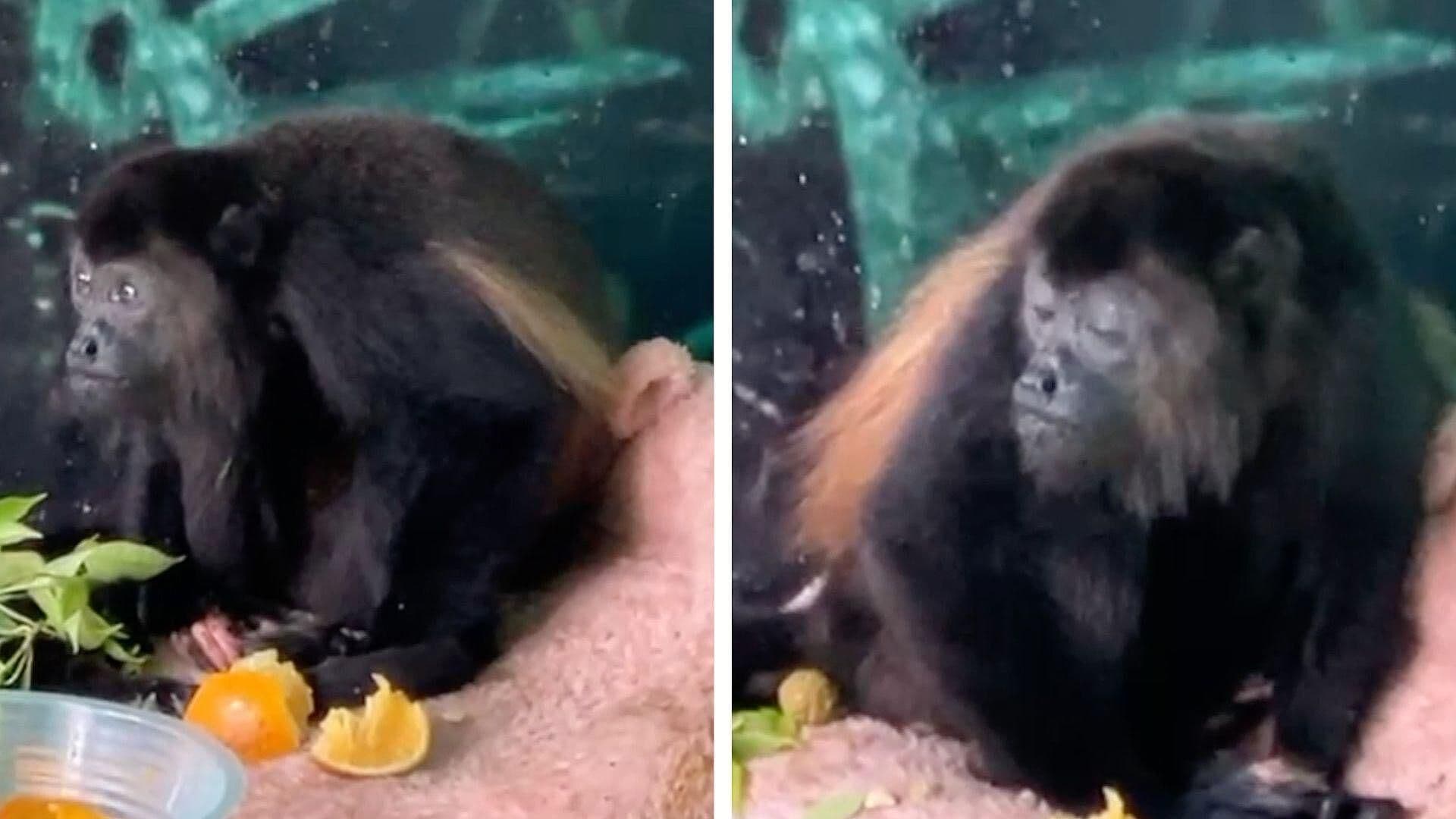 Rescatan a Mono Aullador en Nanchital; Presentaba Desnutrición y Parásitos