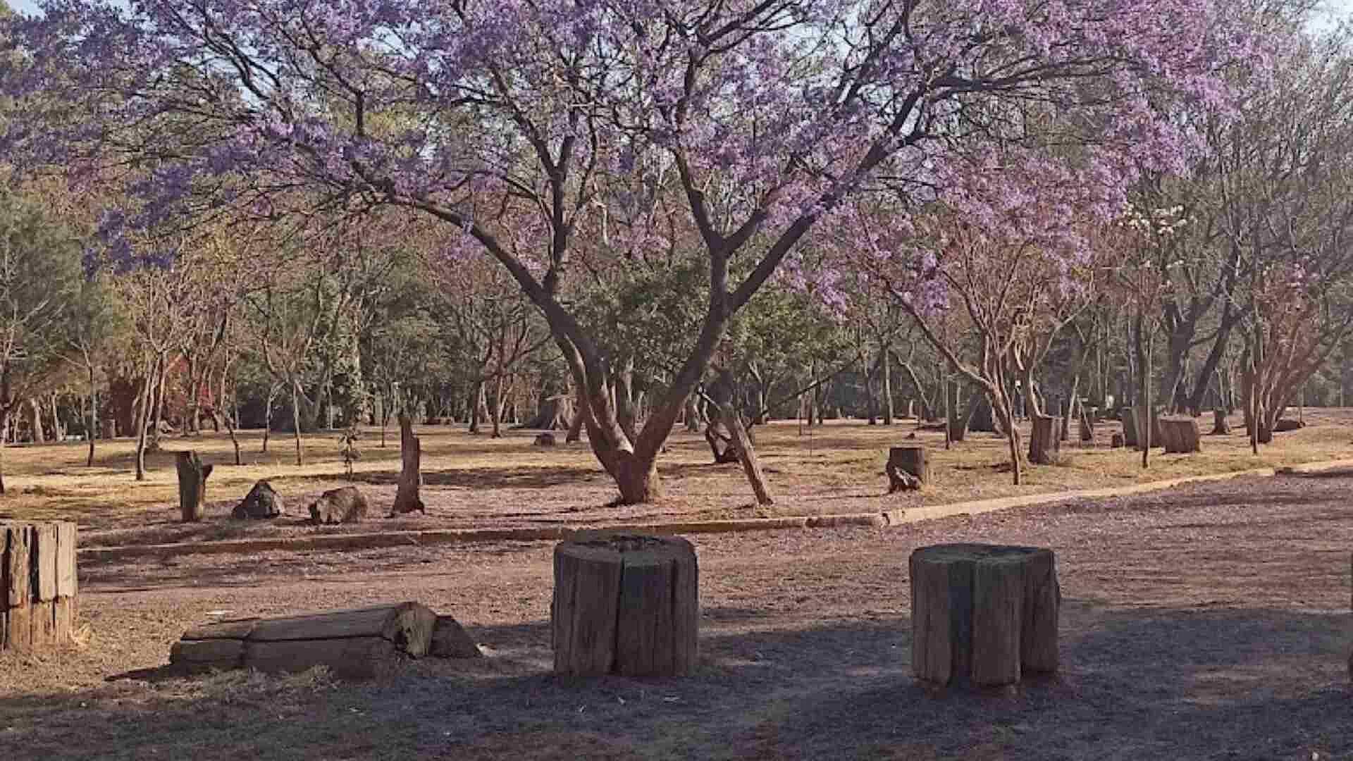 En un Año, 25 Perros han Sido Hallados Muertos en el Bosque de Nativitas, CDMX