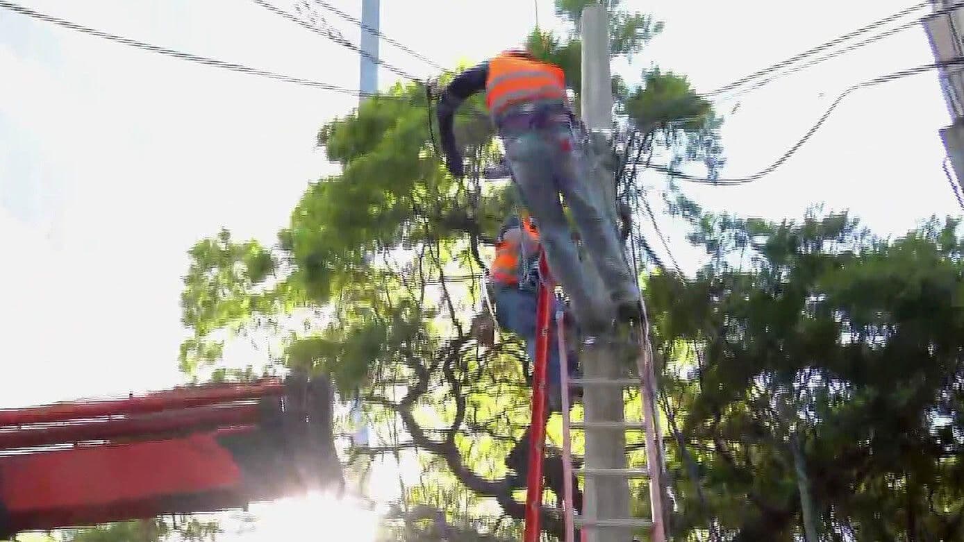 CDMX: Cierran Calle Nebraska por Caída de Árbol