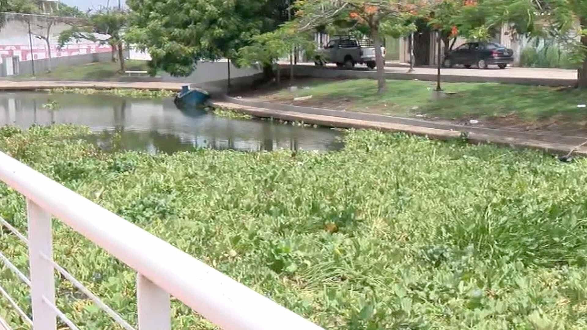 Gran Cantidad de Lirio Acuático es Arrastrado hacia el Canal de la Cortadura