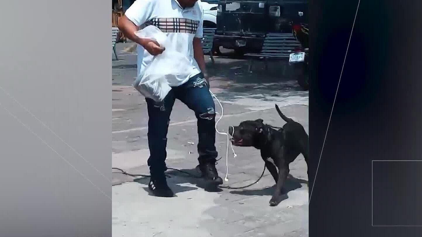 Reportan Ataques de un Pitbull en Calles de la Colonia Constitución
