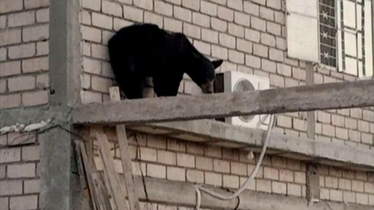 Captan Oso Negro en Cuatro Ciénegas