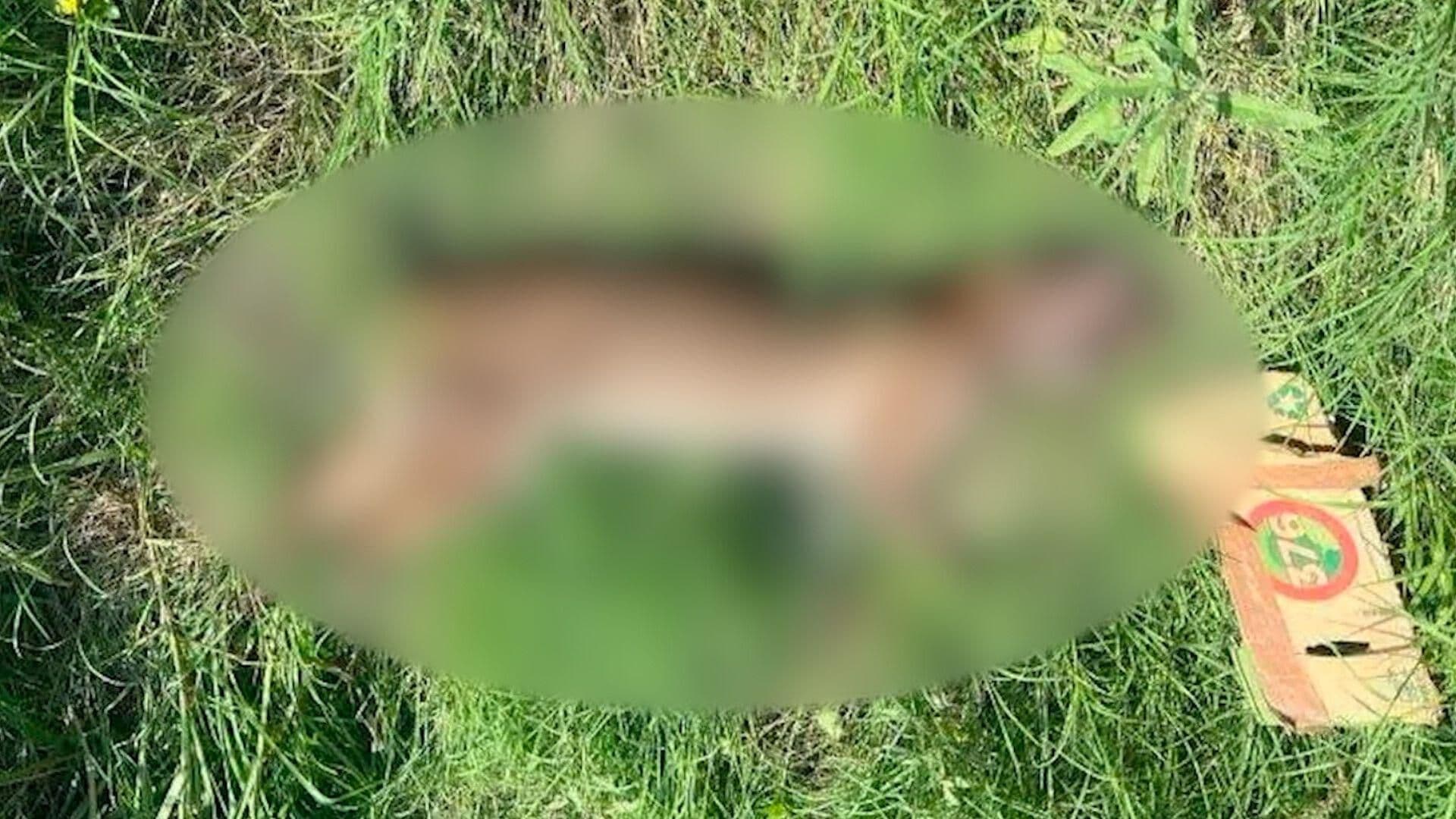 Atropella Automovilista a Gato Montés en la Carretera Pesquería-Los Ramones en Nuevo León