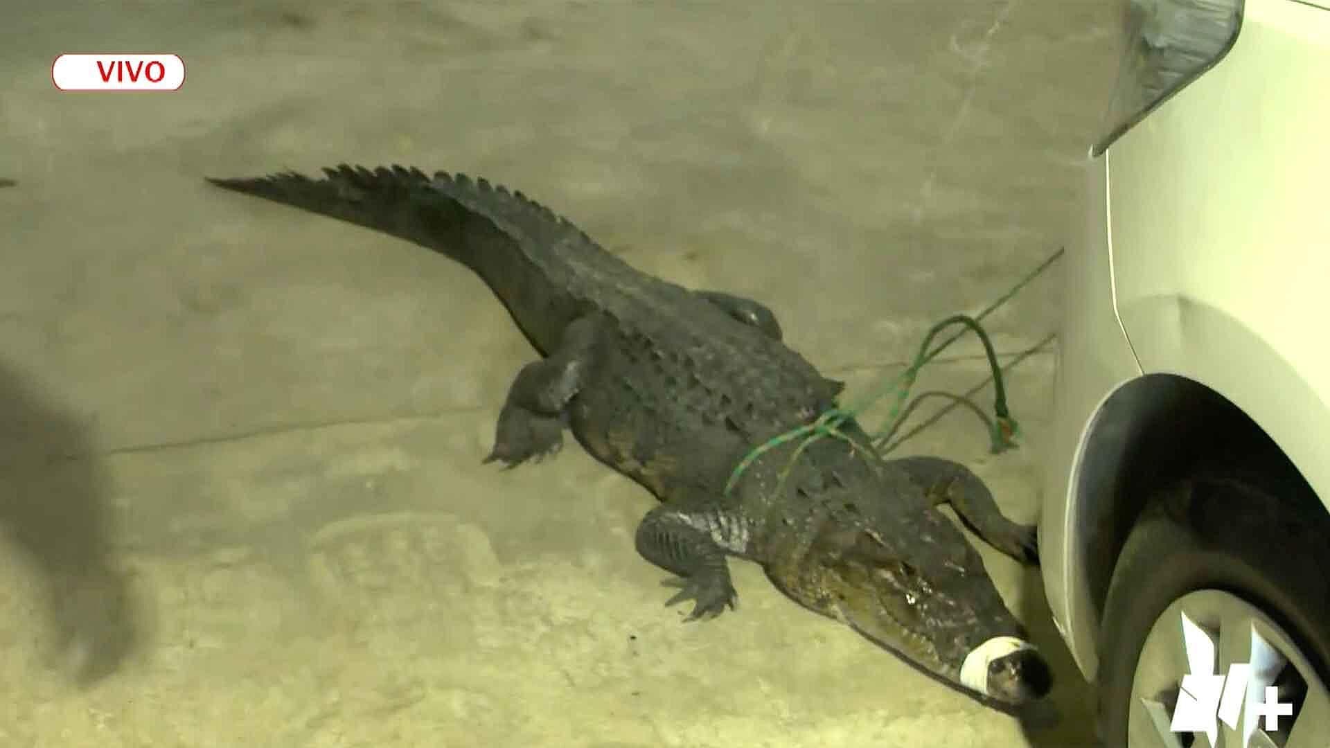 Capturan a Cocodrilo que Atacó a Hombre en el Canal de la Cortadura