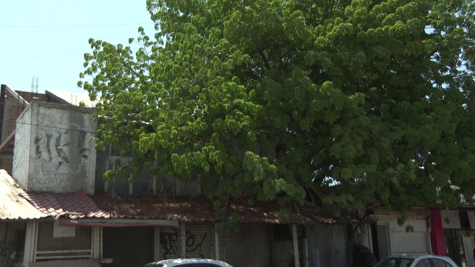 Vecinos Solicitan Quitar Ceiba en Colonia Los Olivos en Hermosillo