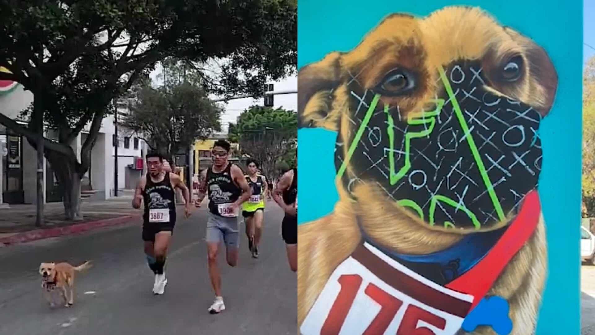 ¡El Chicles Lo Vuelve a Hacer! Pintan Mural del Perrito Corredor en Tijuana