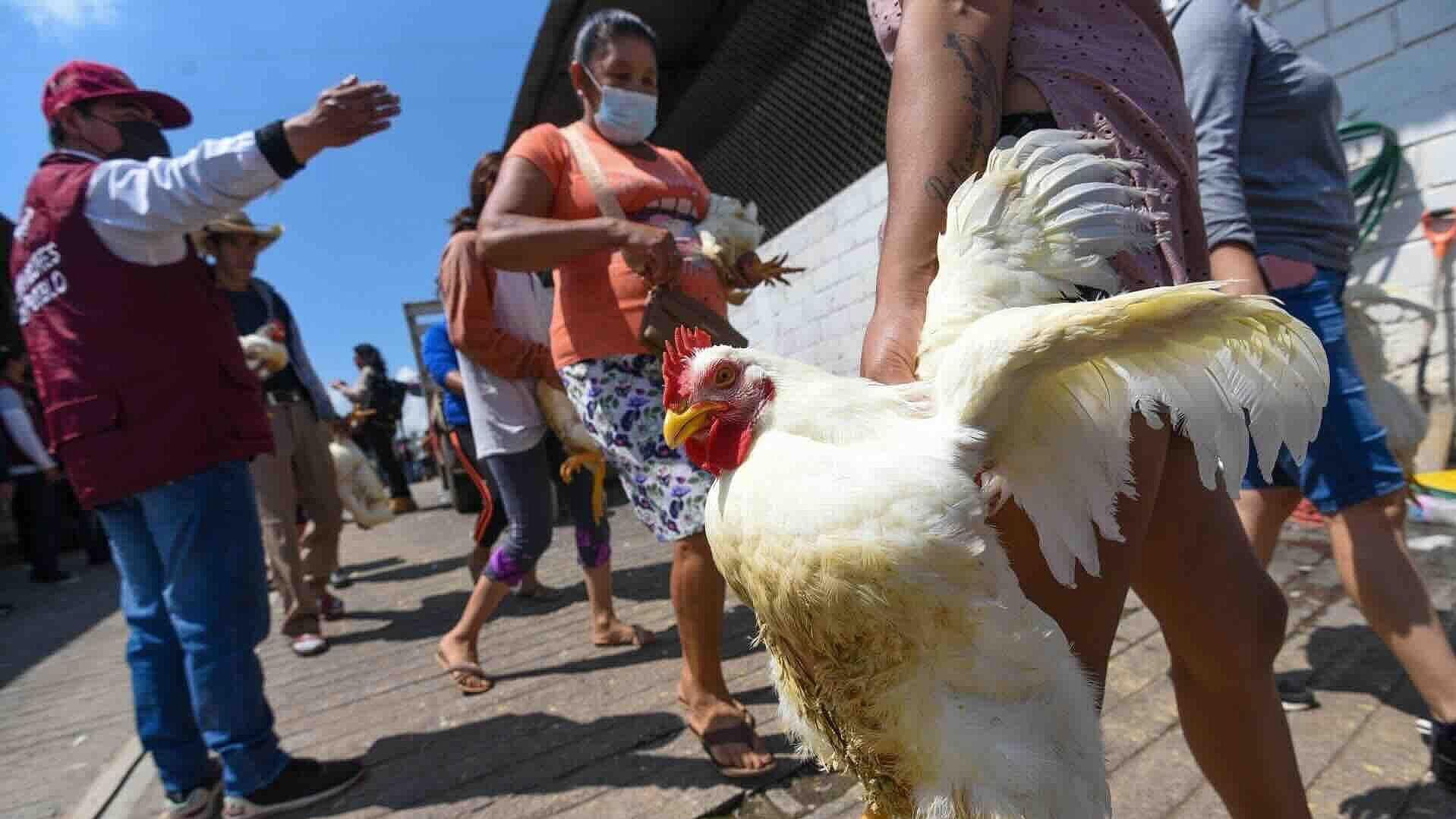 Se Roban Animales Asegurados a Delincuentes Que Iban a Repartir en Tejupilco