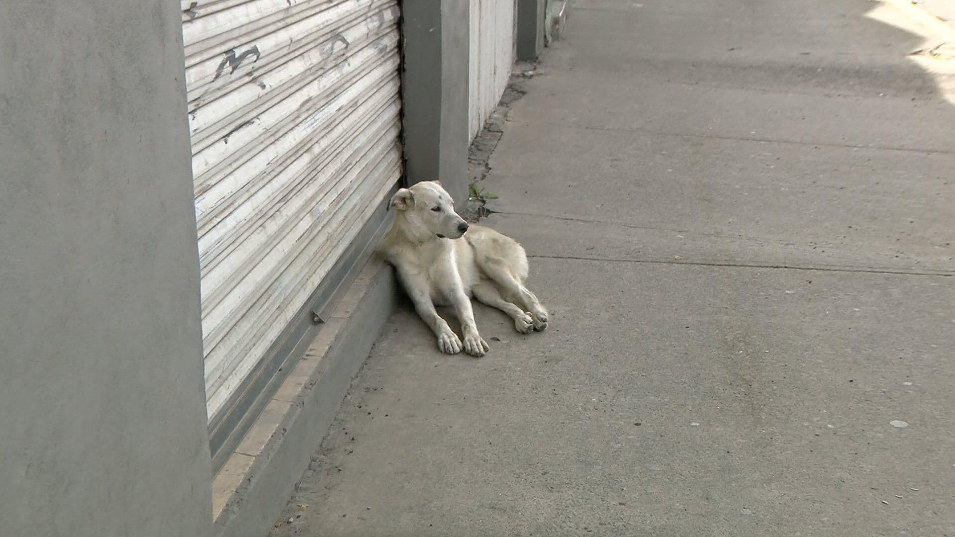 Conductor Atropella a Perro Afuera de Tianguis en Puebla Capital