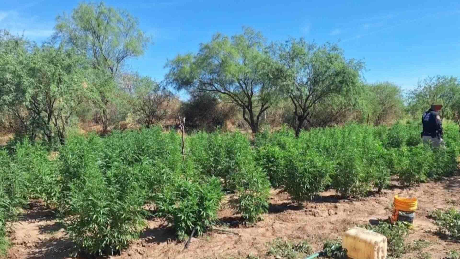 Aseguran Plantío de Marihuana y Detienen a Una Persona en Magdalena de Kino