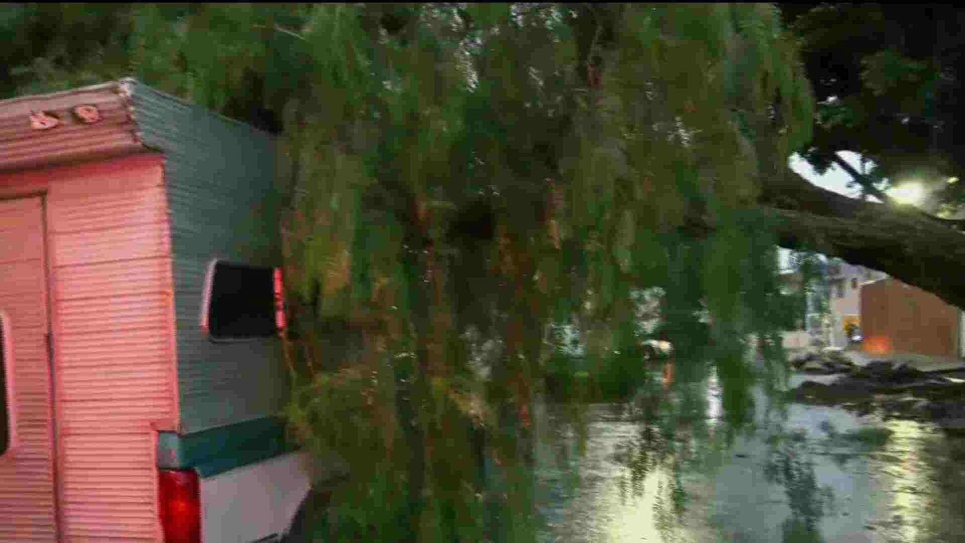 Lluvia Derriba Enorme Árbol en la Colonia San Felipe de Jesús, en CDMX