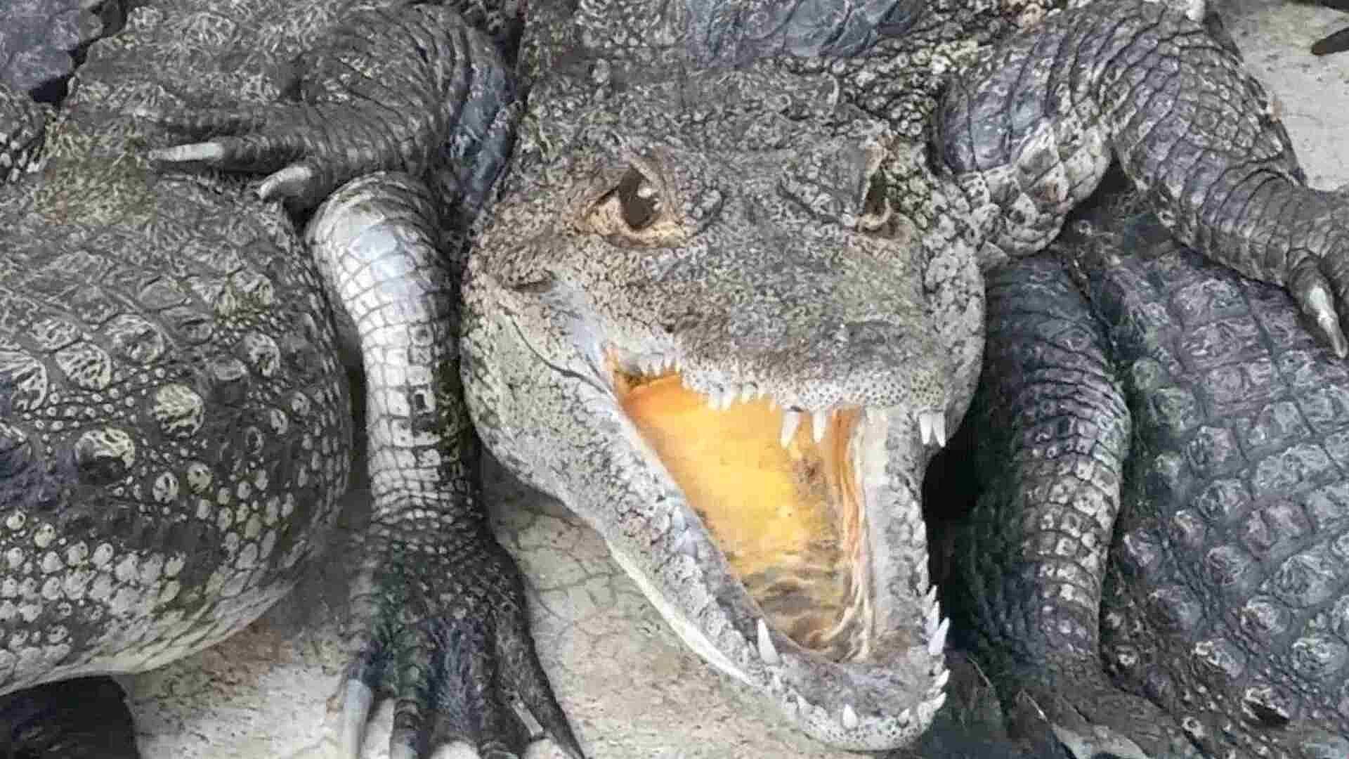 Concluye Temporada de Reproducción de Cocodrilos en Cardel, Veracruz