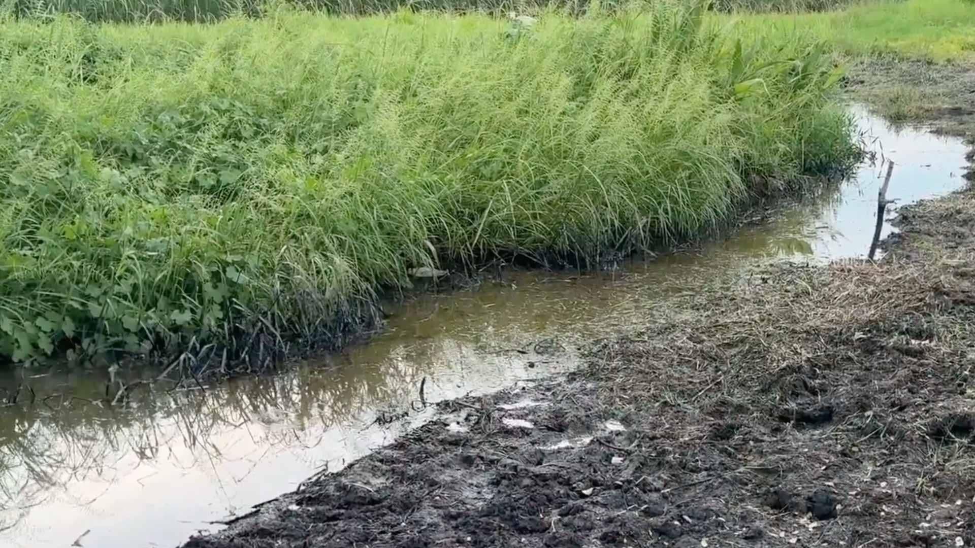 Más de 800 Familias son Afectadas por Derrame de Hidrocarburo en Cotaxtla