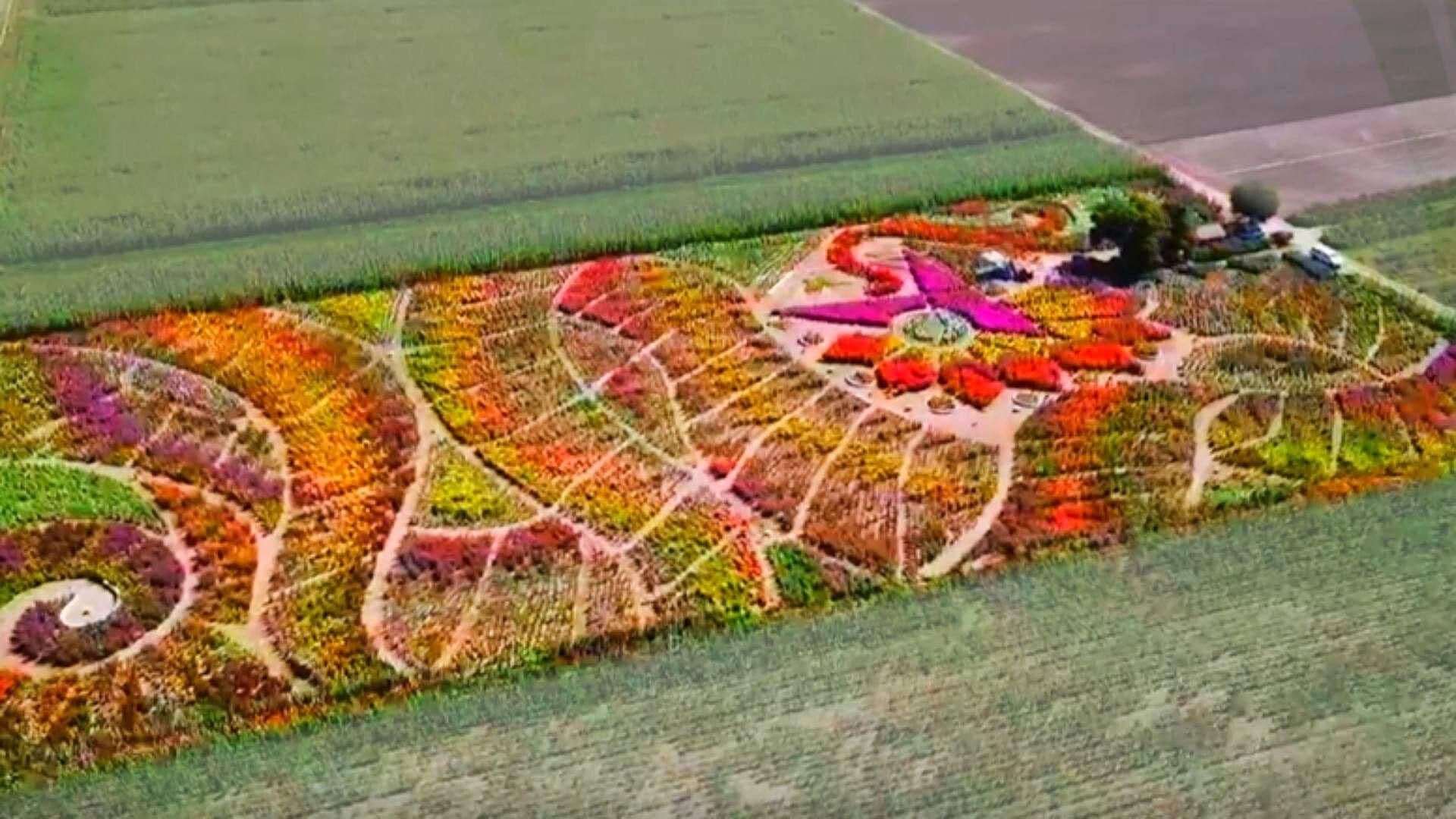 Alfombra de Dalias La Serpiente de Agua en Huamantla, Tlaxcala