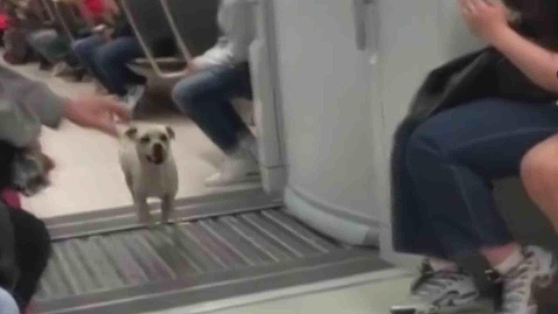 VIDEO | Perrito Corre a Toda Velocidad Dentro de un Vagón de la L12 del Metro
