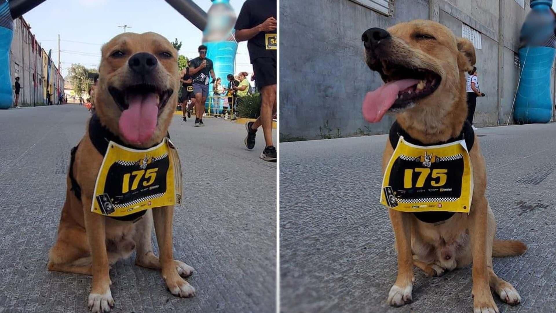 "El Chicles", Perro Corredor de Tijuana, se Retira Tras Sufrir Fractura
