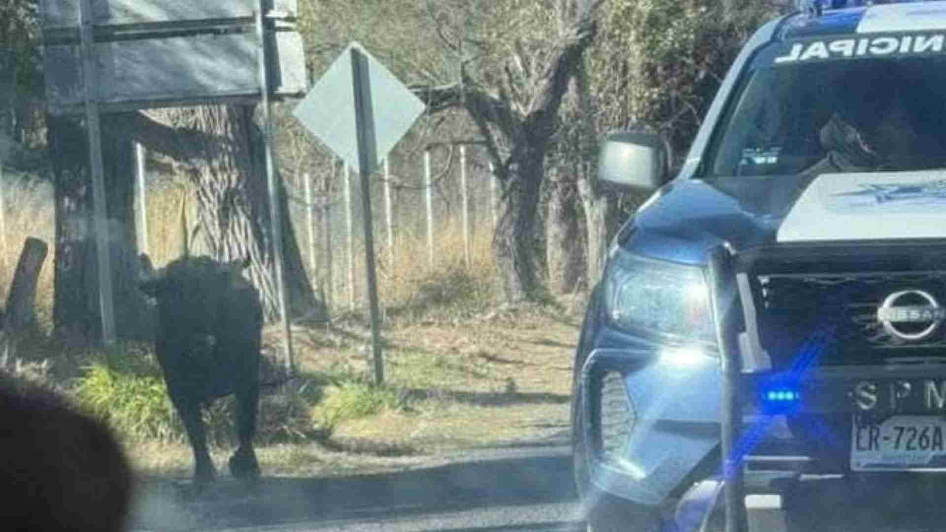 Fallece Adulto Mayor tras Ataque de Toro en Pedro Escobedo, Querétaro