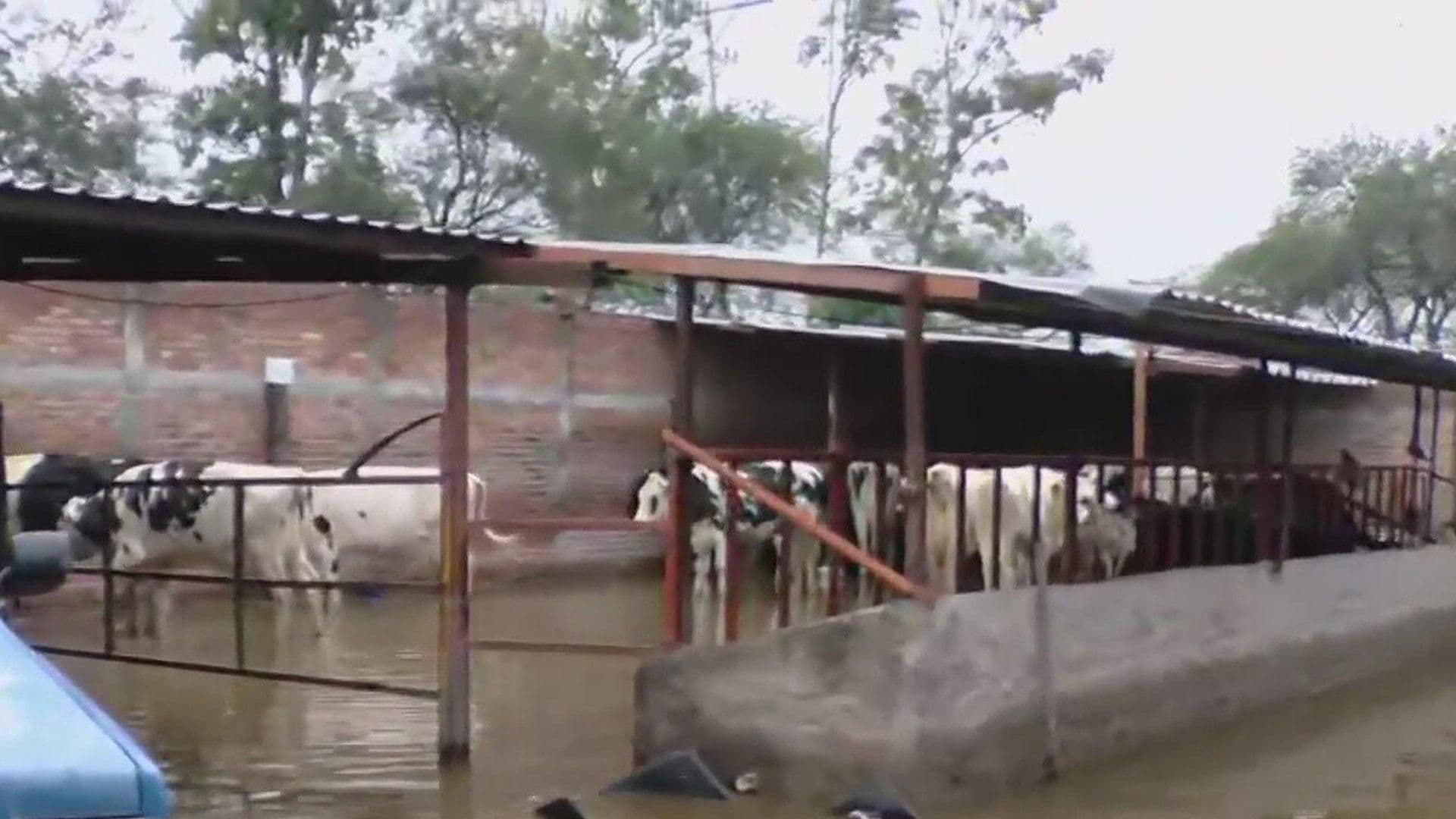 Algunas Zonas de La Barca, Jalisco, Continúan Bajo el Agua Tras la Fuerte Tormenta