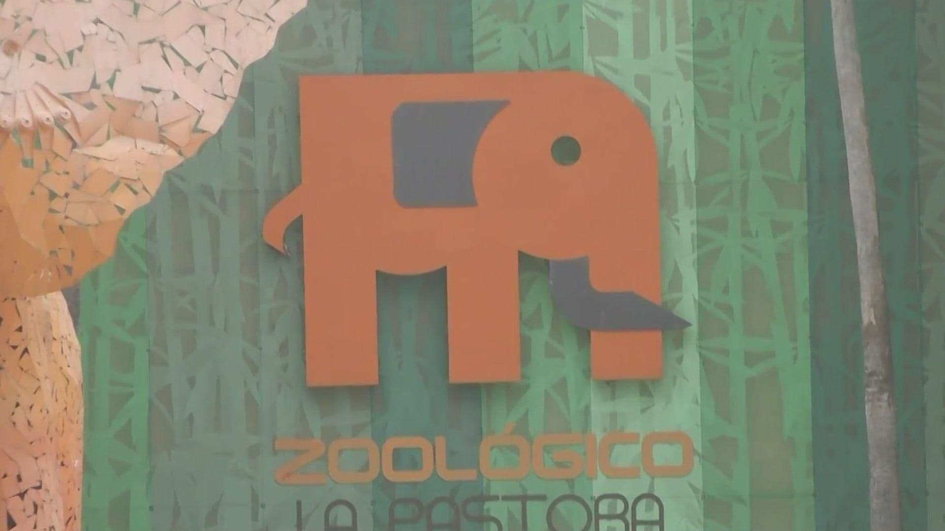 Destituyen a Coordinador General de Zoológico La Pastora; Tras Falta de Atención Médica para Osa