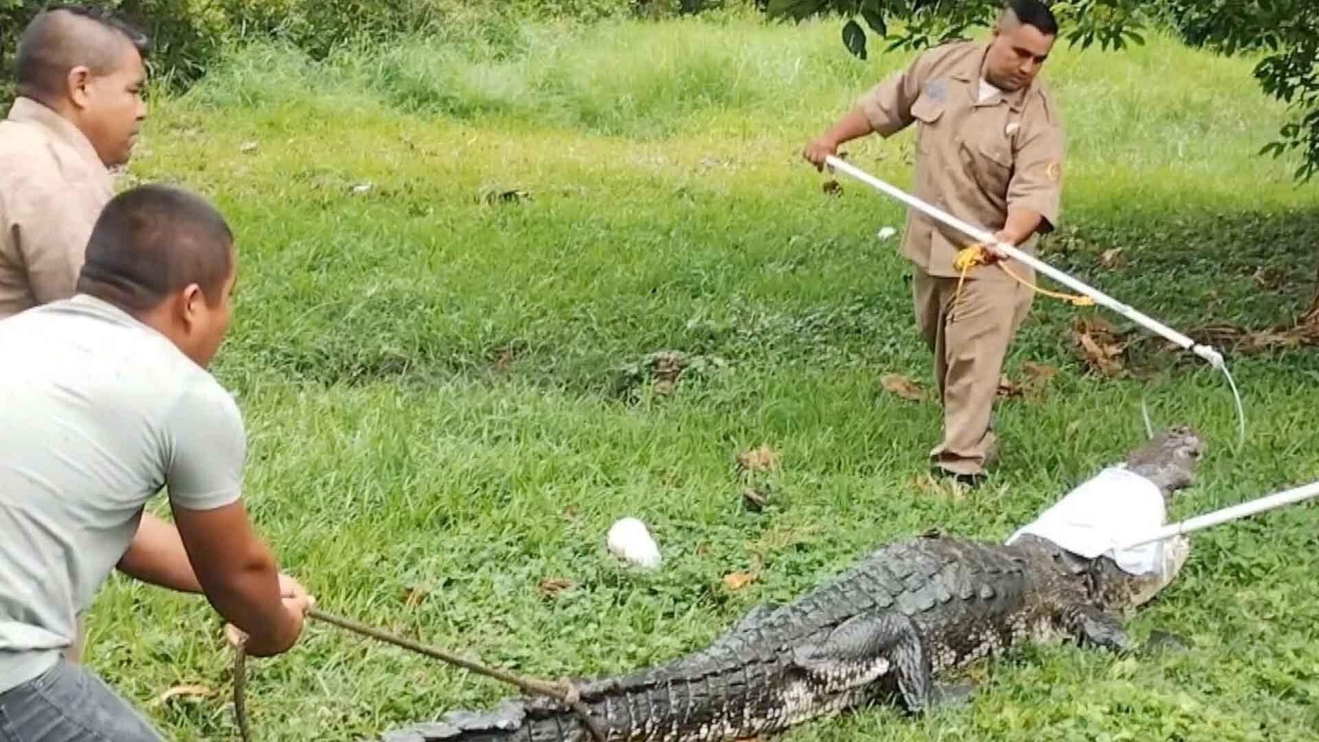 Bomberos Capturan Gran Cocodrilo que Salió de la Laguna del Carpintero