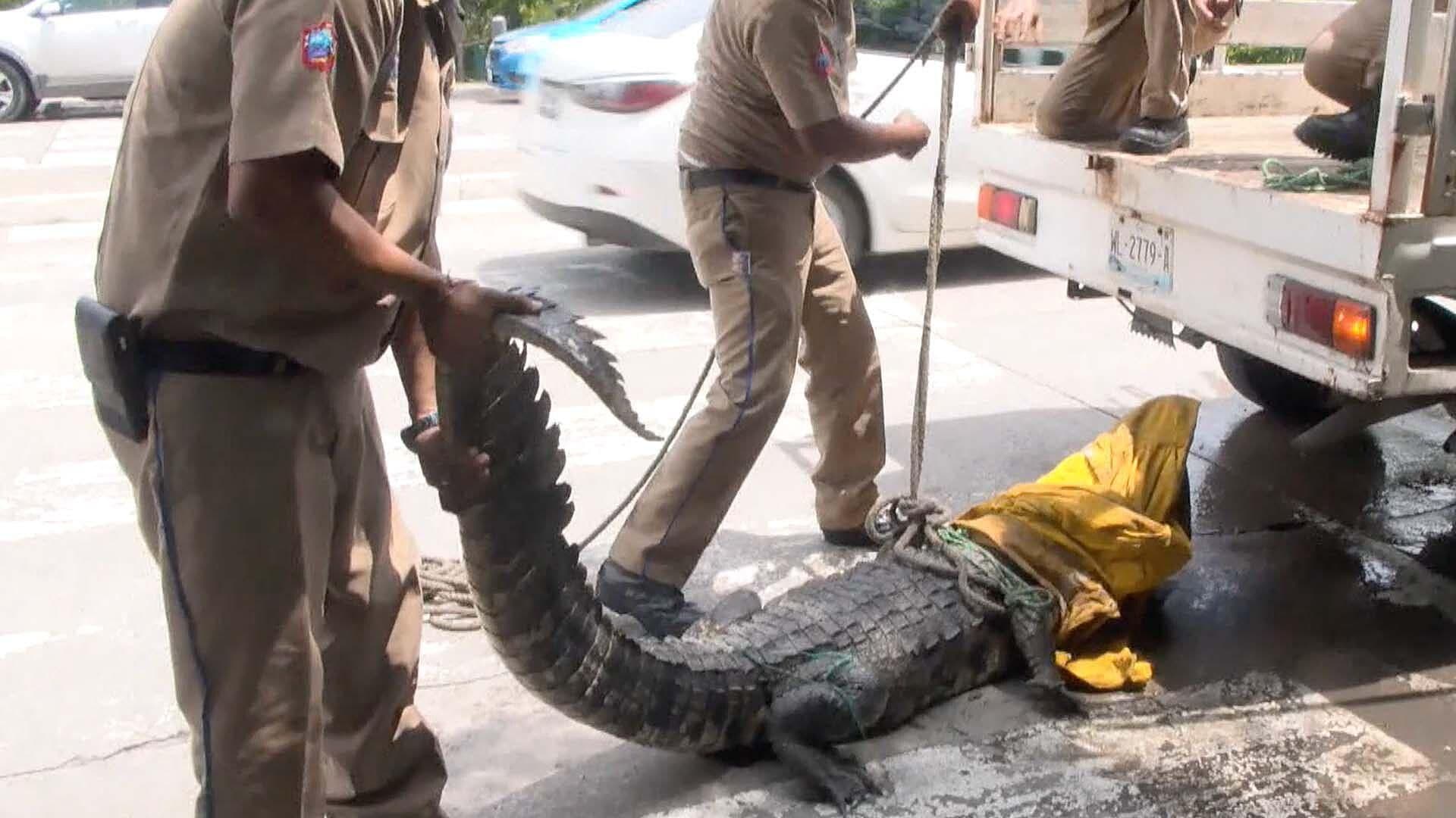 VIDEO: Bomberos Capturan a Cocodrilo de 3 Metros en Laguna del Carpintero