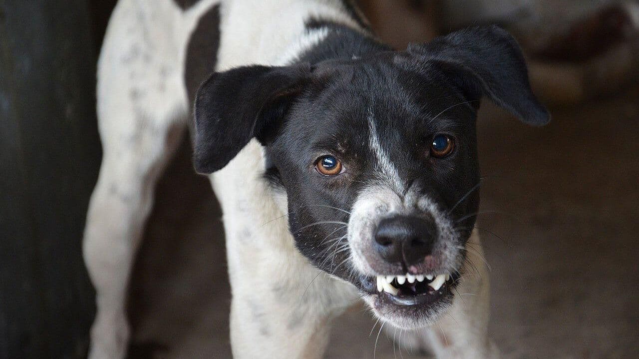 Vecinos de la Colonia Cerro de la Cruz Reportaron Perros Agresivos Sueltos