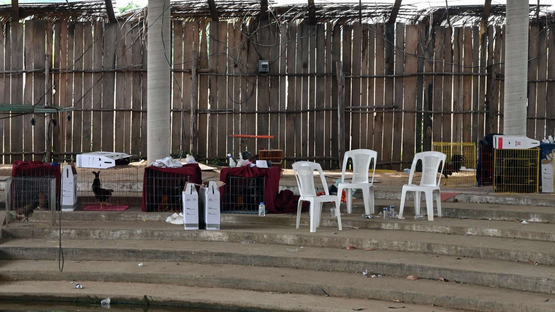 Podcast N+ | Ataque en Petatlán, Guerrero; Guerra entre Israel y Hamás y Perrito Arkadas
