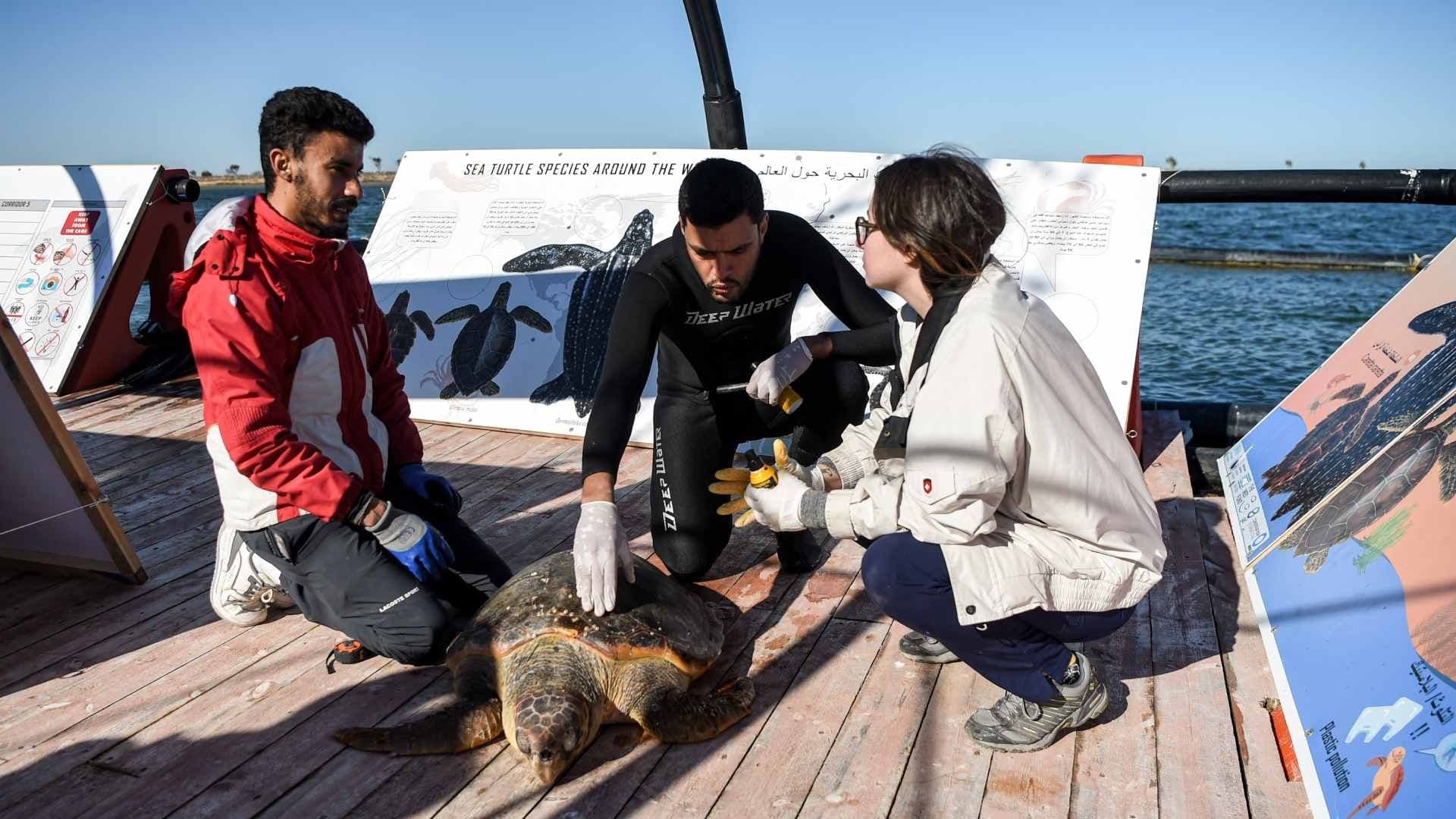 Protegen a Tortugas en Hospital Flotante en Túnez, Tras Quedar Atrapadas en Redes