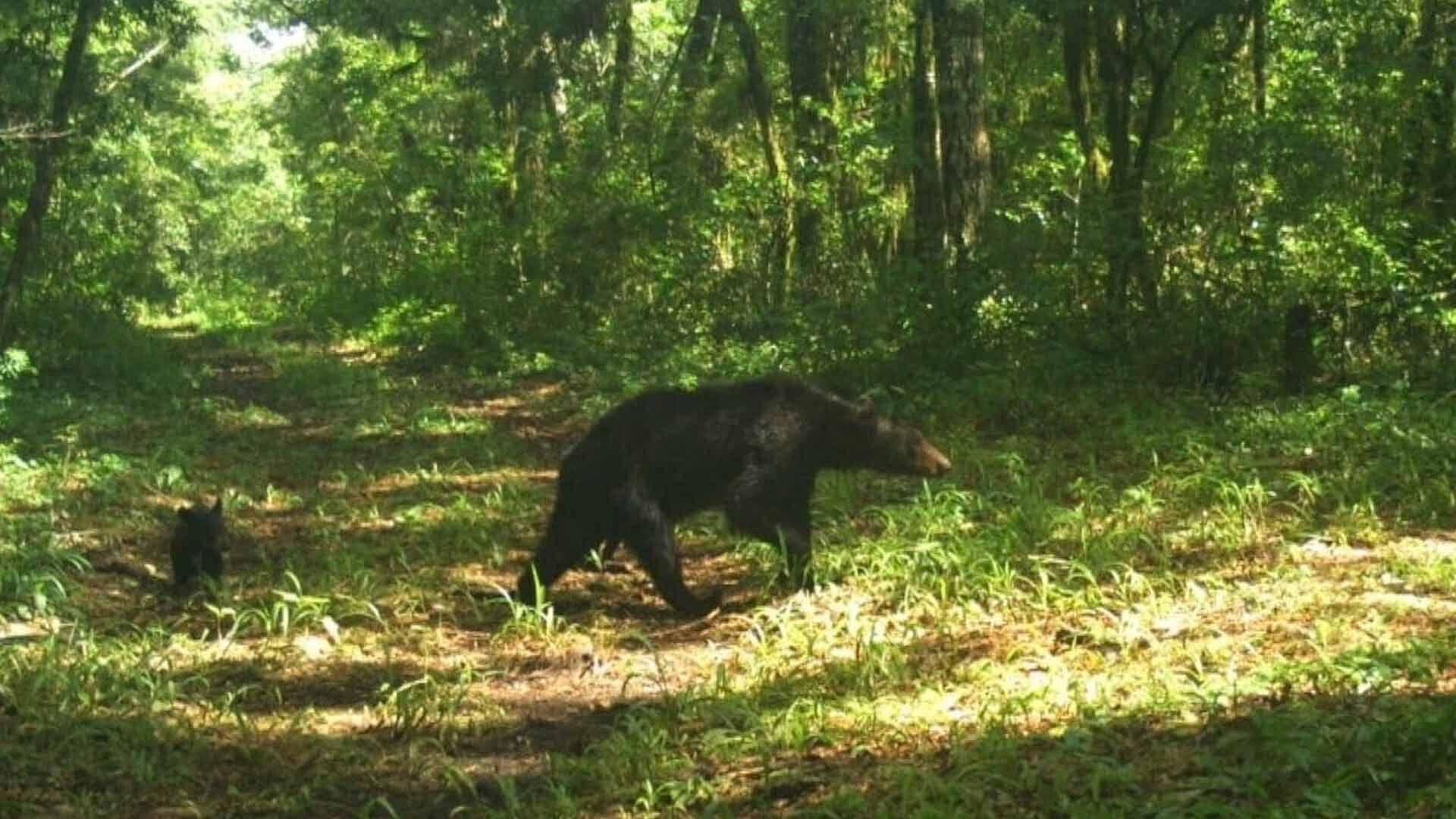 Captan Imágenes de Osos Negros en Gómez Farías