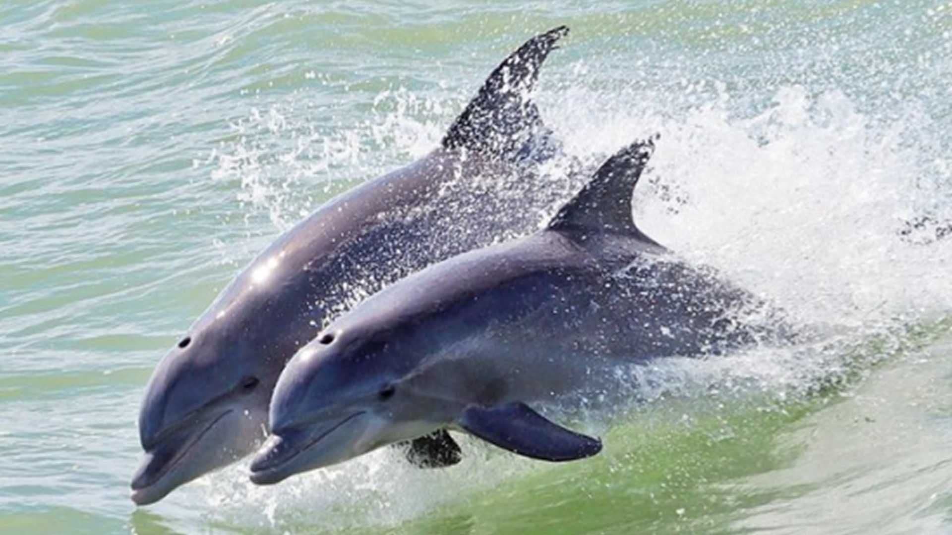 Denuncian Muerte de Delfines en Hotel de la Riviera Maya; Autoridades Investigan Maltrato