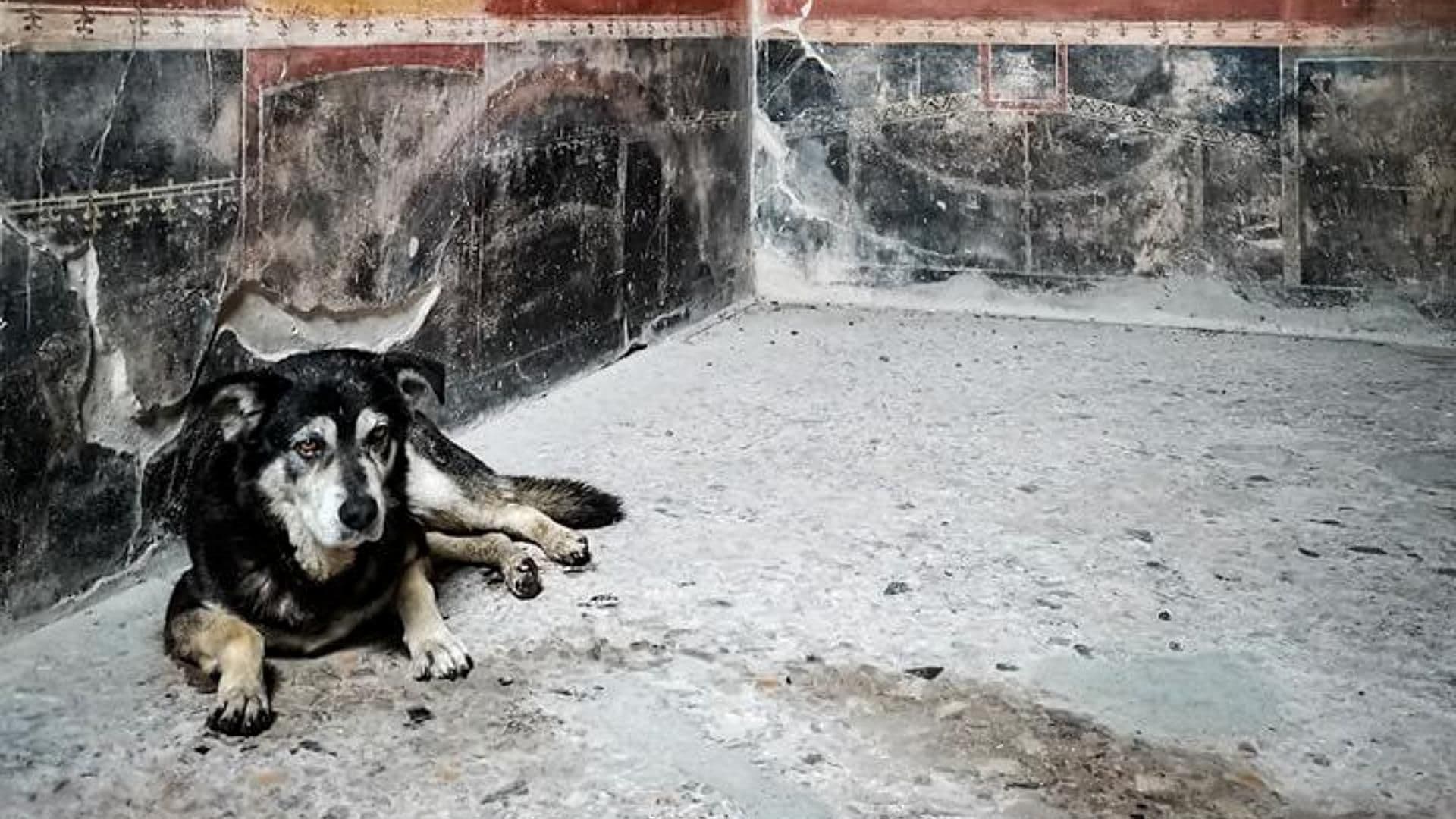 Muere Argo, el Último Perro Callejero de Pompeya y Anfitrión de Miles de Turistas