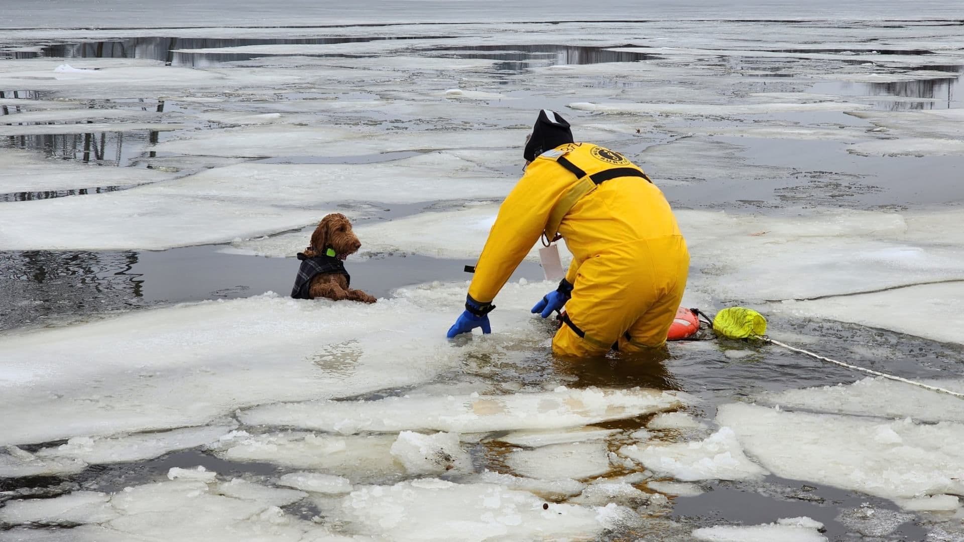 Así Salvó Bombero a Perrito que Cayó a Río Congelado en EUA