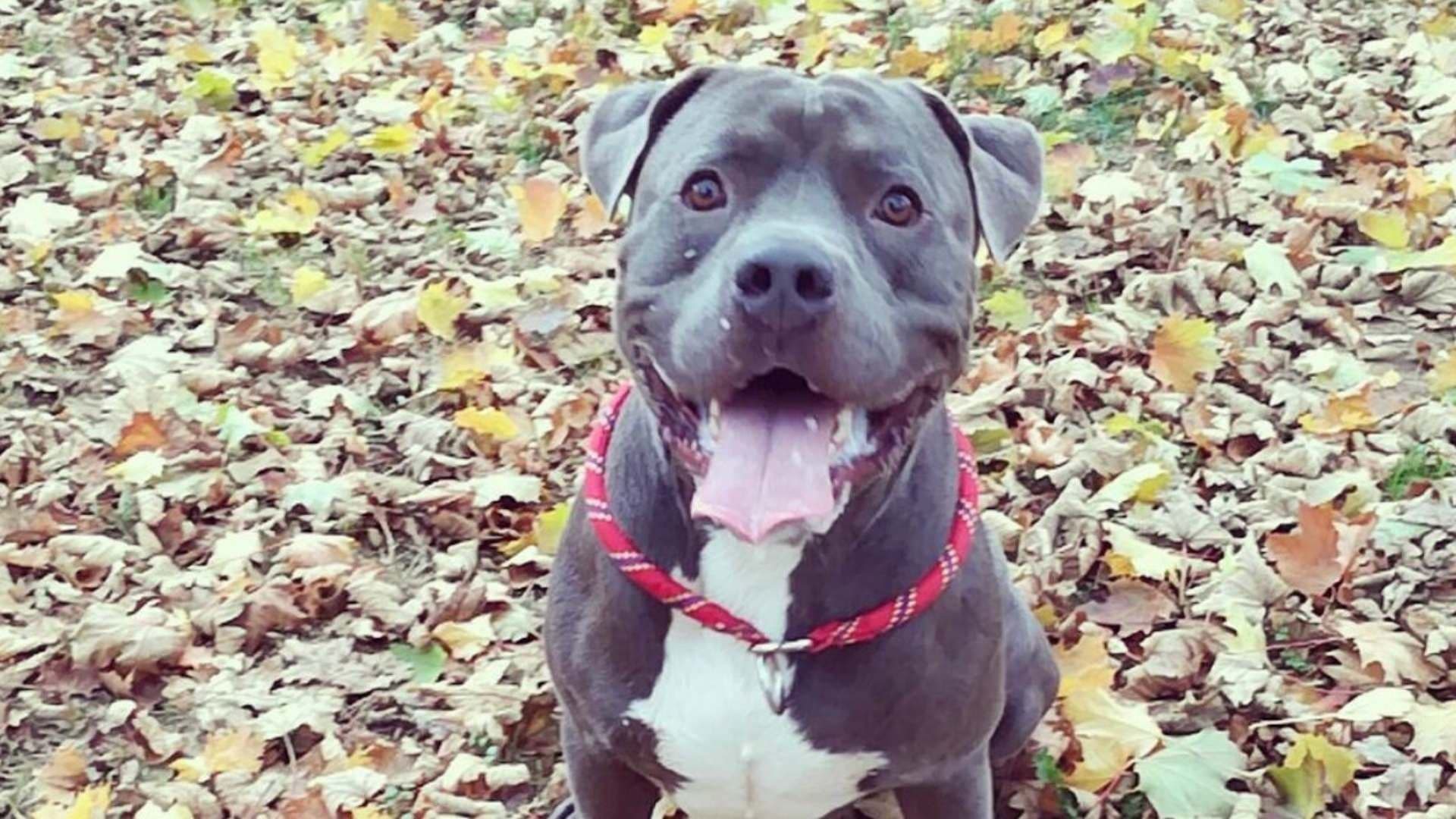 ¿Qué Está Pasando con los Perros American Bully XL en Inglaterra y Gales?