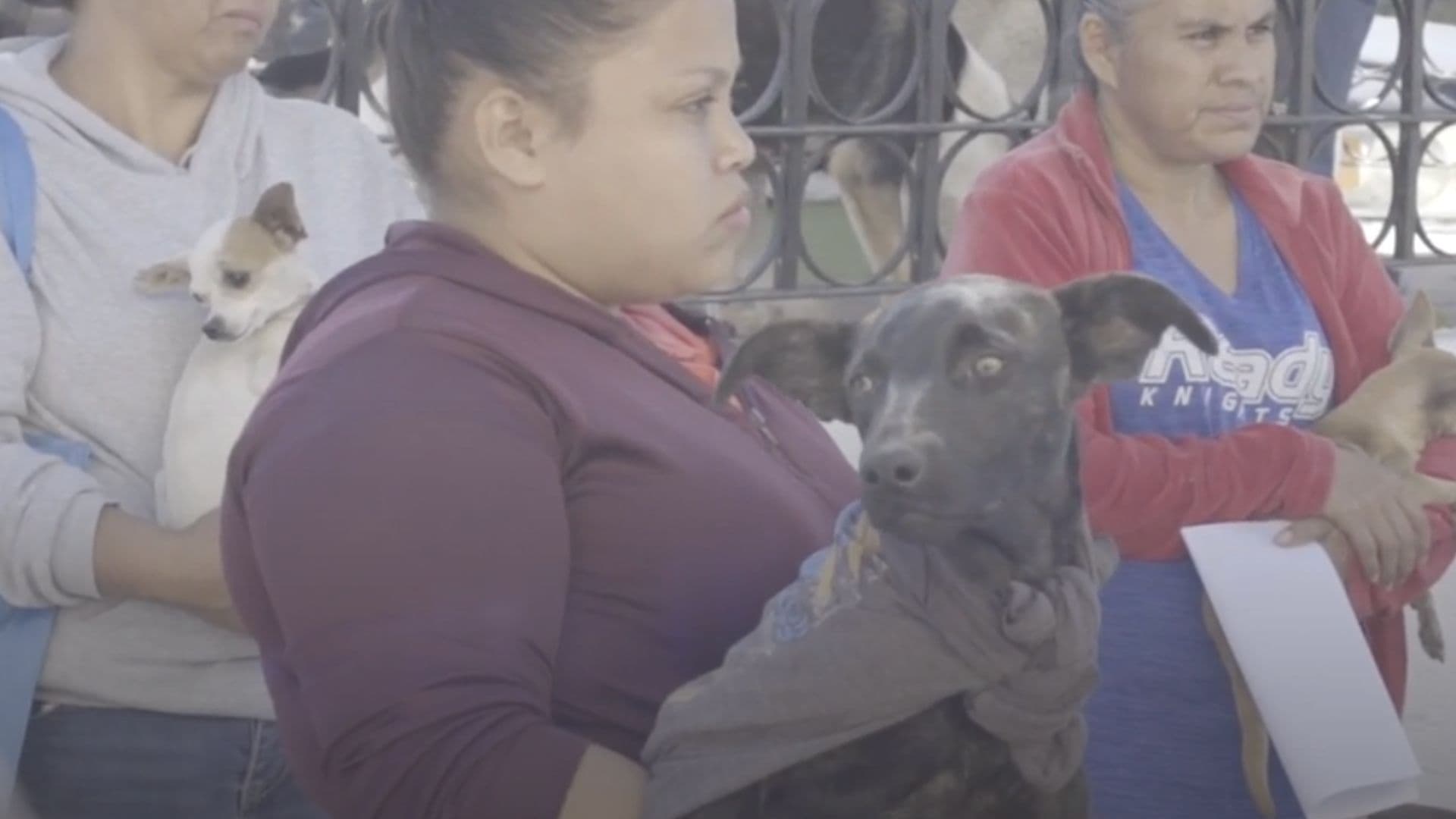Vacunación Antirrábica para Perros y Gatos en la UAQ