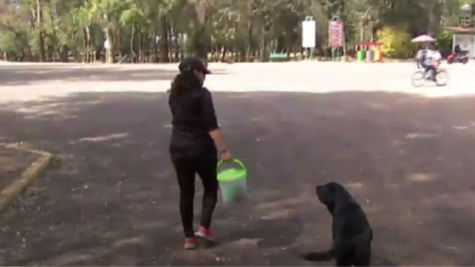 CDMX: Ejecuciones a Perritos Preocupan a Vecinos del Bosque de Nativitas