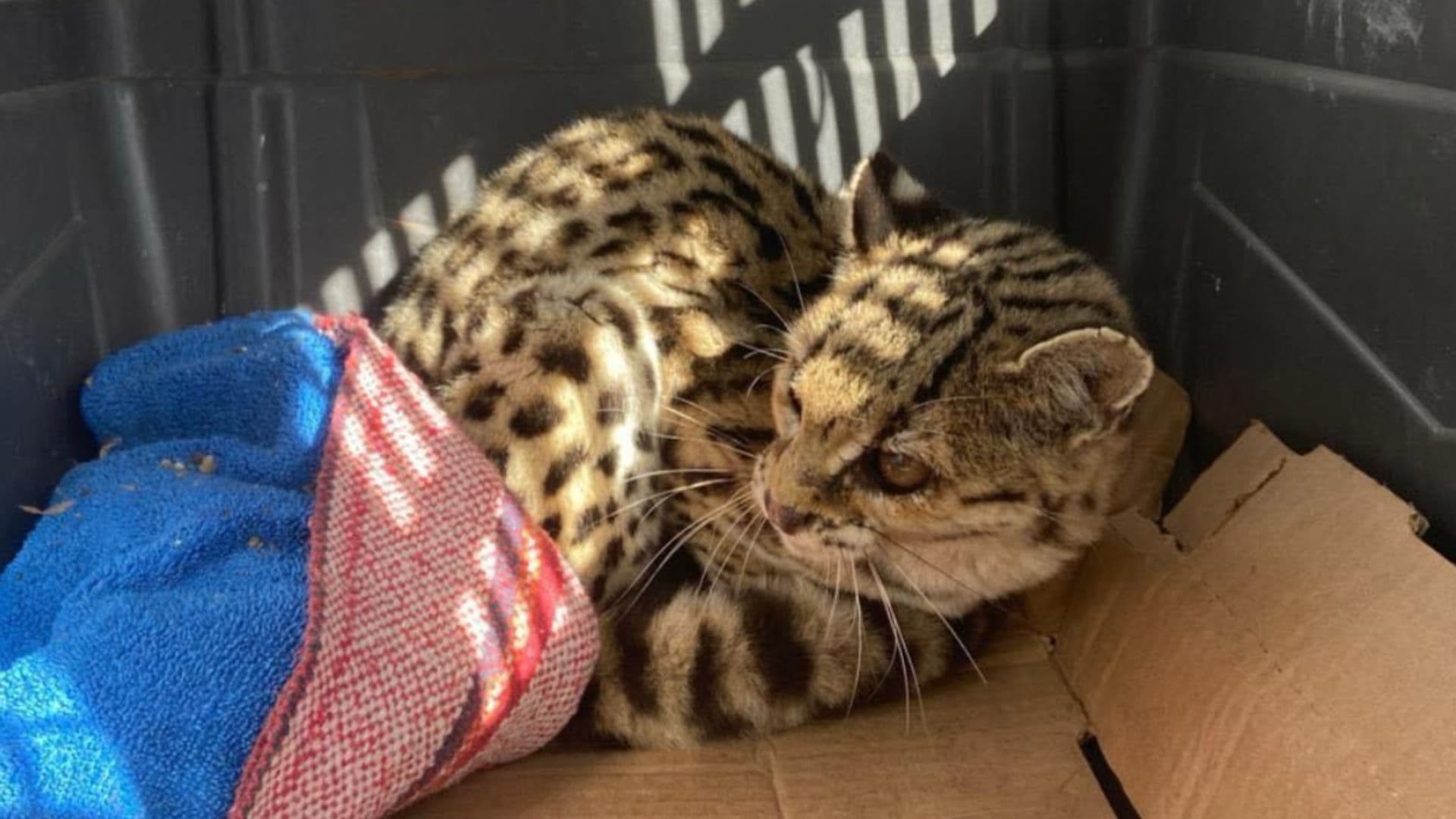 Rescatan a Felino que Quedó Atrapado en unos Corrales en la Sierra de Querétaro