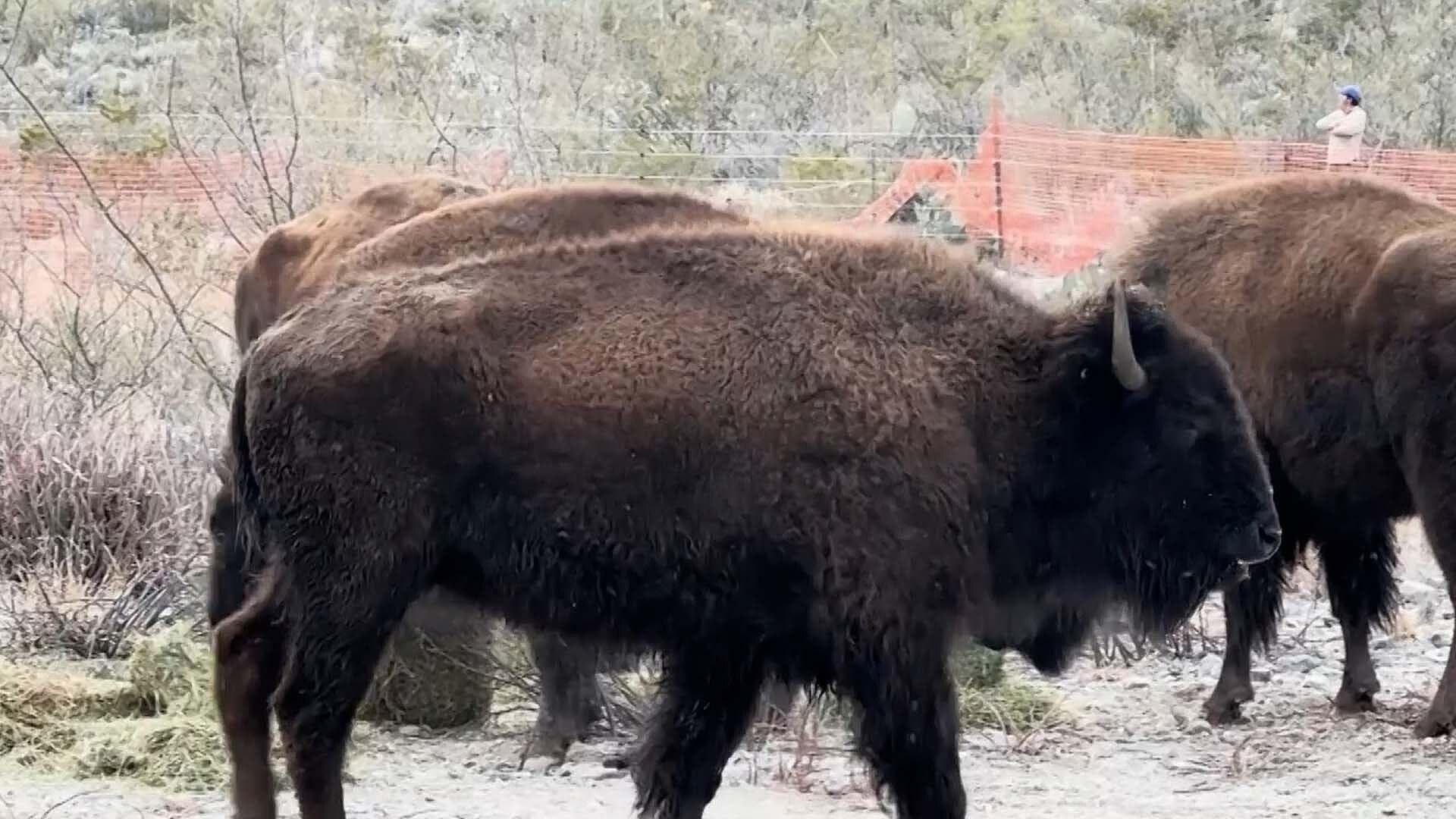 Manada de 44 Bisontes Americanos es Liberada en Cuatro Ciénegas