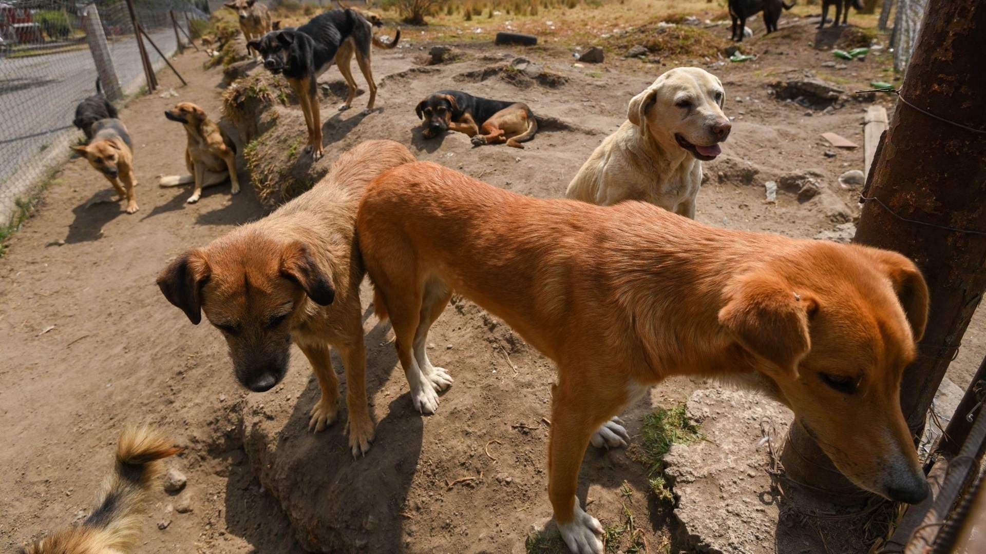 Vinculan a Proceso a Sujeto que Vendía Barbacoa de Perro en Mexicaltzingo, Edomex