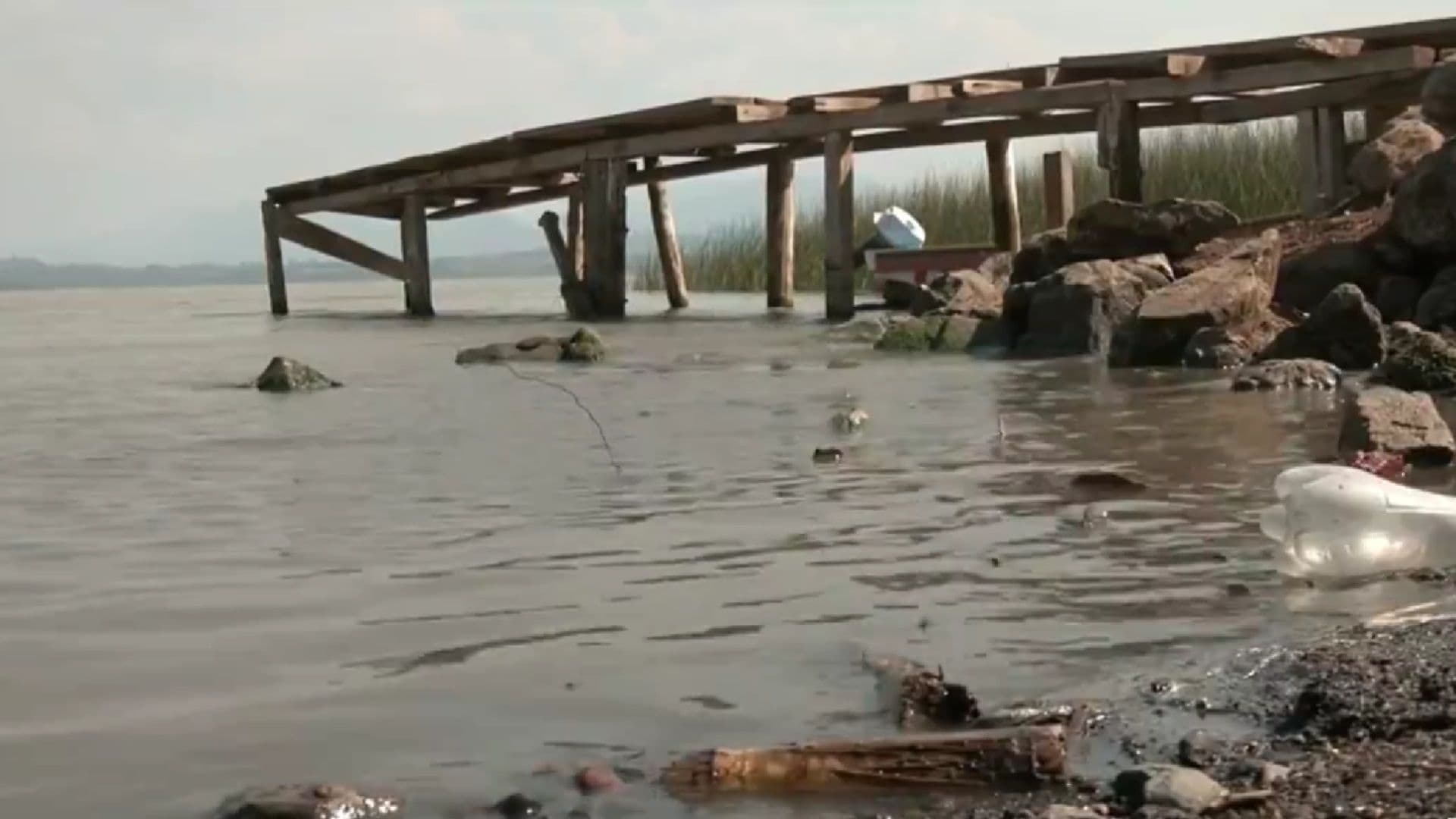 Lago de Pátzcuaro Pierde 50 % de Su Nivel; Pastizales y Ganado Rodean la Zona