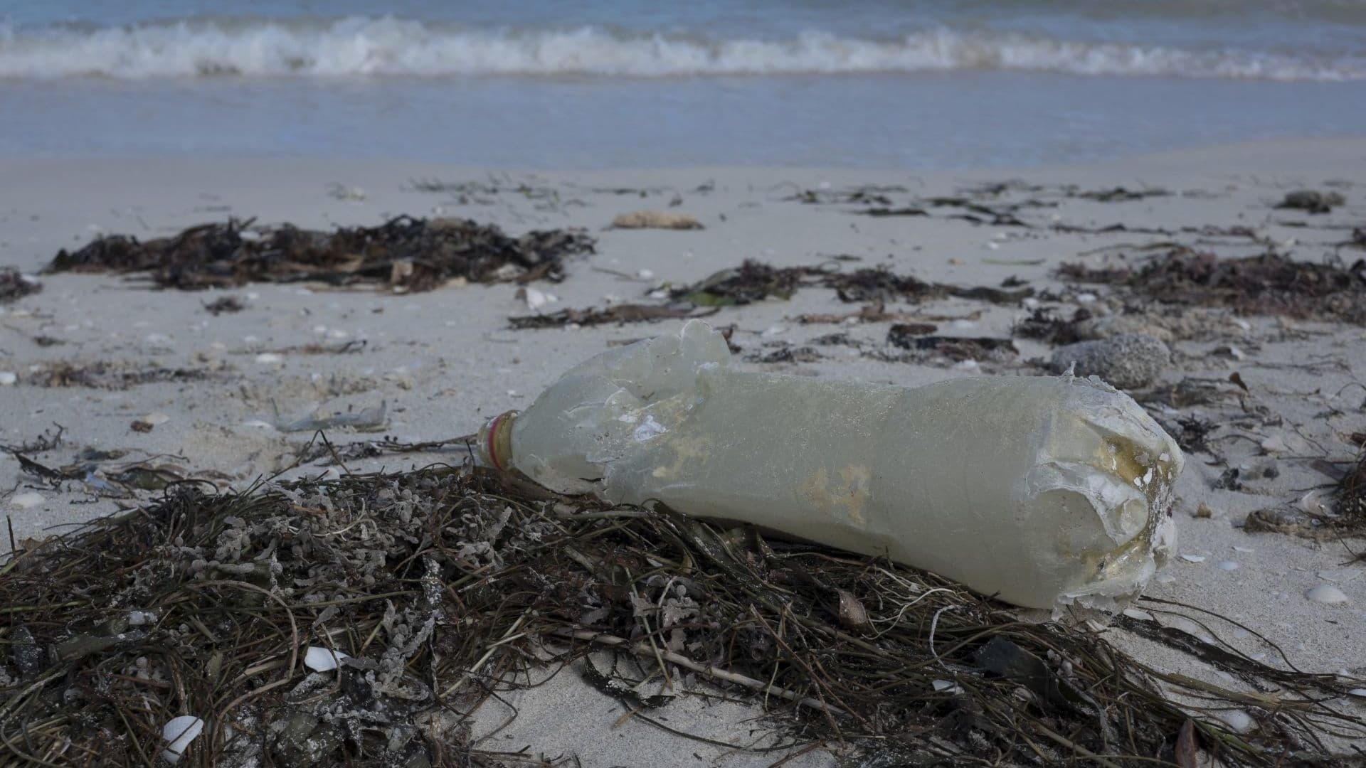 Basura sin Freno: El Drama Ambiental en Puerto Progreso y la Costa Yucateca