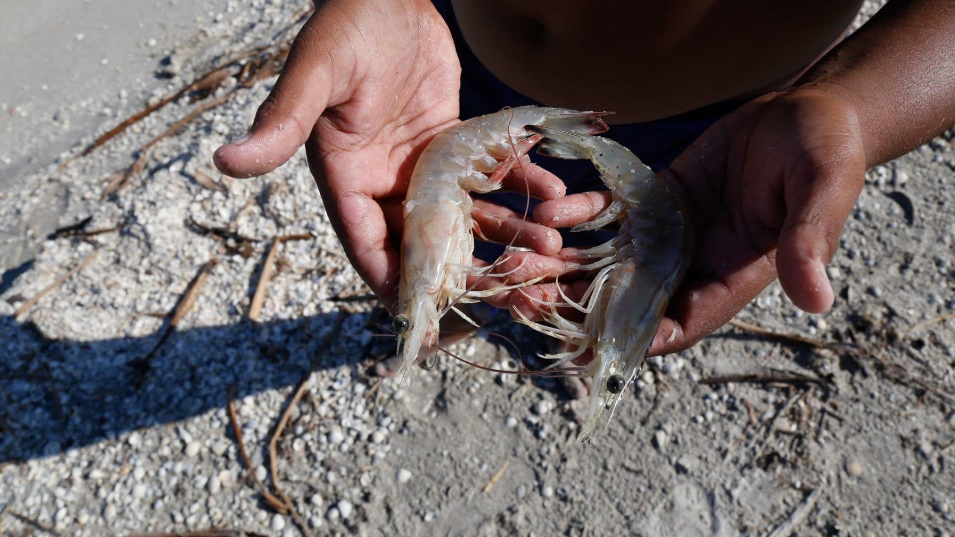 Veda de Pesca de Camarón Ya Tiene Fecha en el Océano Pacífico y Golfo de California