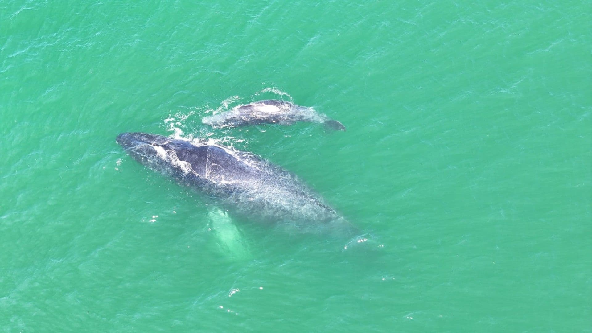 VIDEO: Marina Capta el Nacimiento de Ballena Jorobada en Aguas de Zihuatanejo