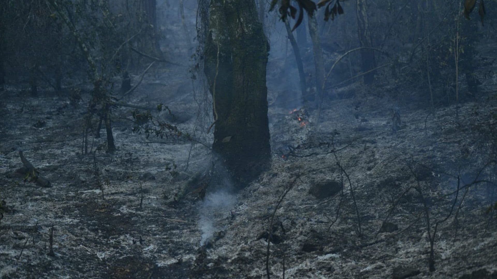 Podcast N+ | Incendios Forestales en México, Andrés Roemer, Semana Santa y Harry Potter
