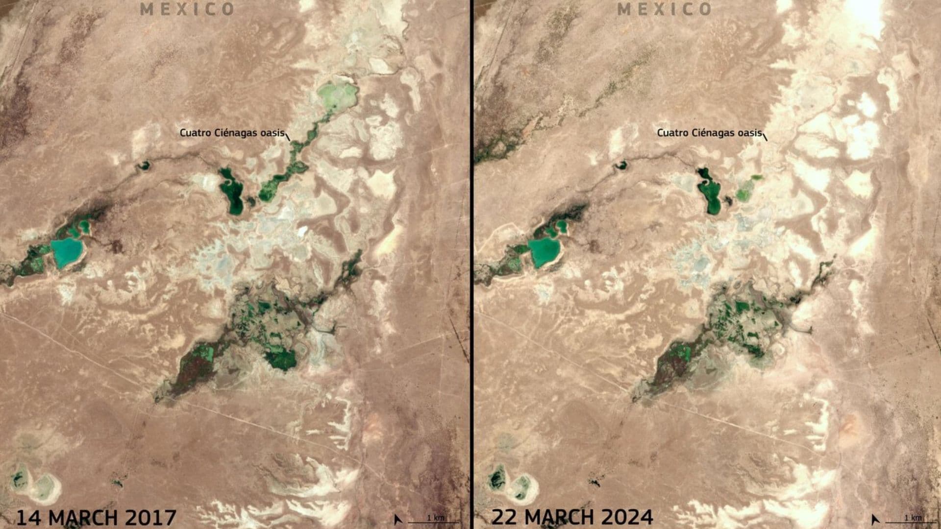 Alertan por Desaparición del Oasis de Cuatro Ciénegas, en Coahuila