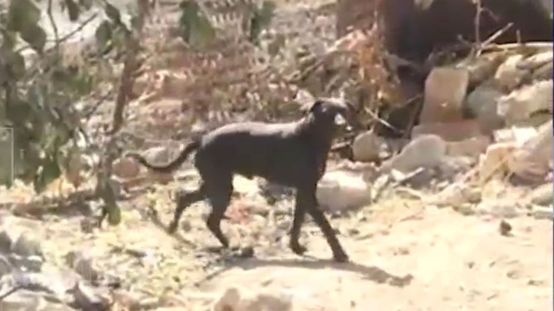 Perrito Busca a su Dueña Desaparecida Tras Megaincendio en Álamo Industrial de Jalisco