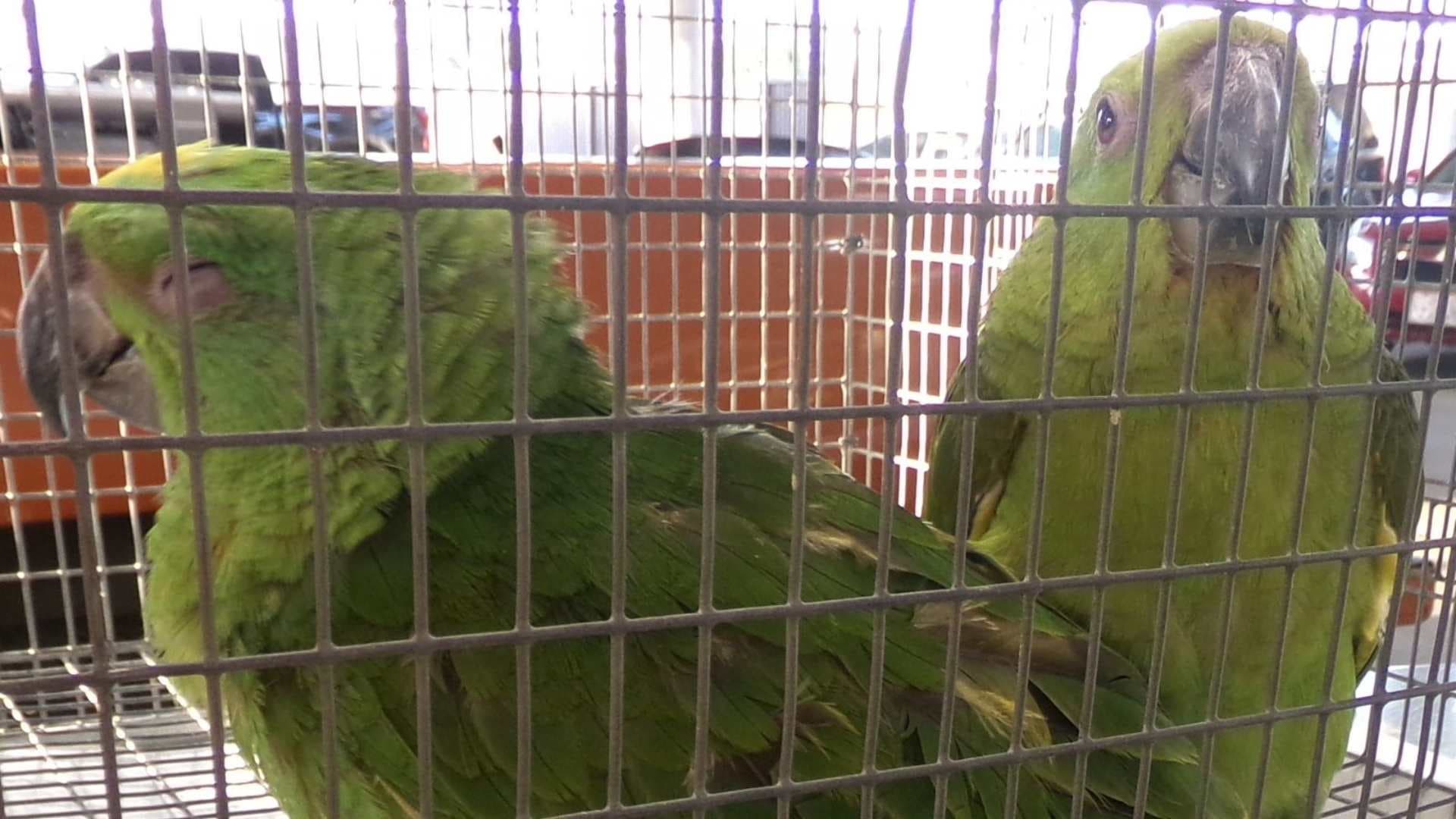 Con 5 Loros Ocultos, Detienen a Mujer por Contrabando en la Garita Otay Mesa