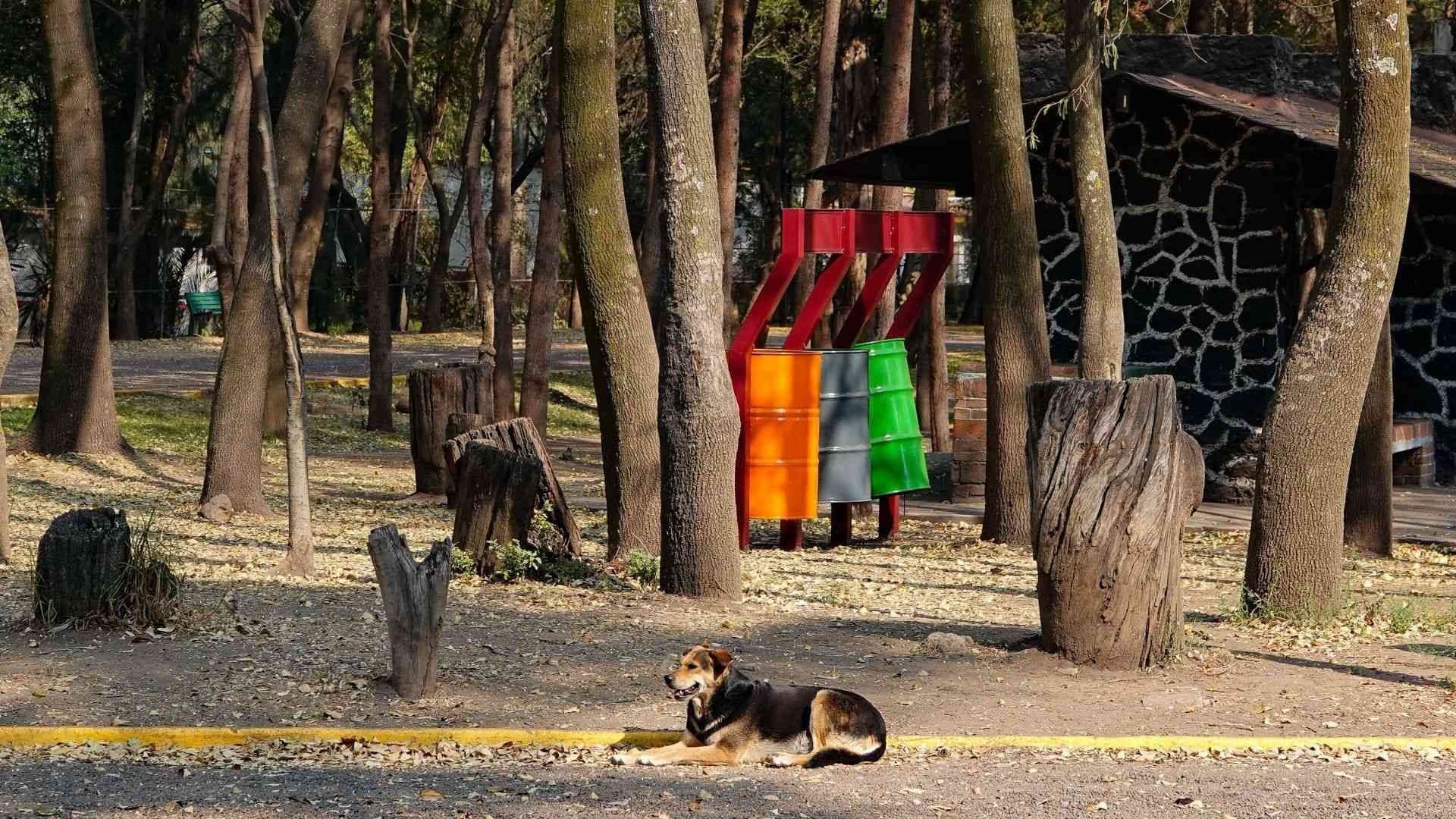 Localizan Otro Perrito Muerto en Bosque de Nativitas; Cifra ya Asciende a 24