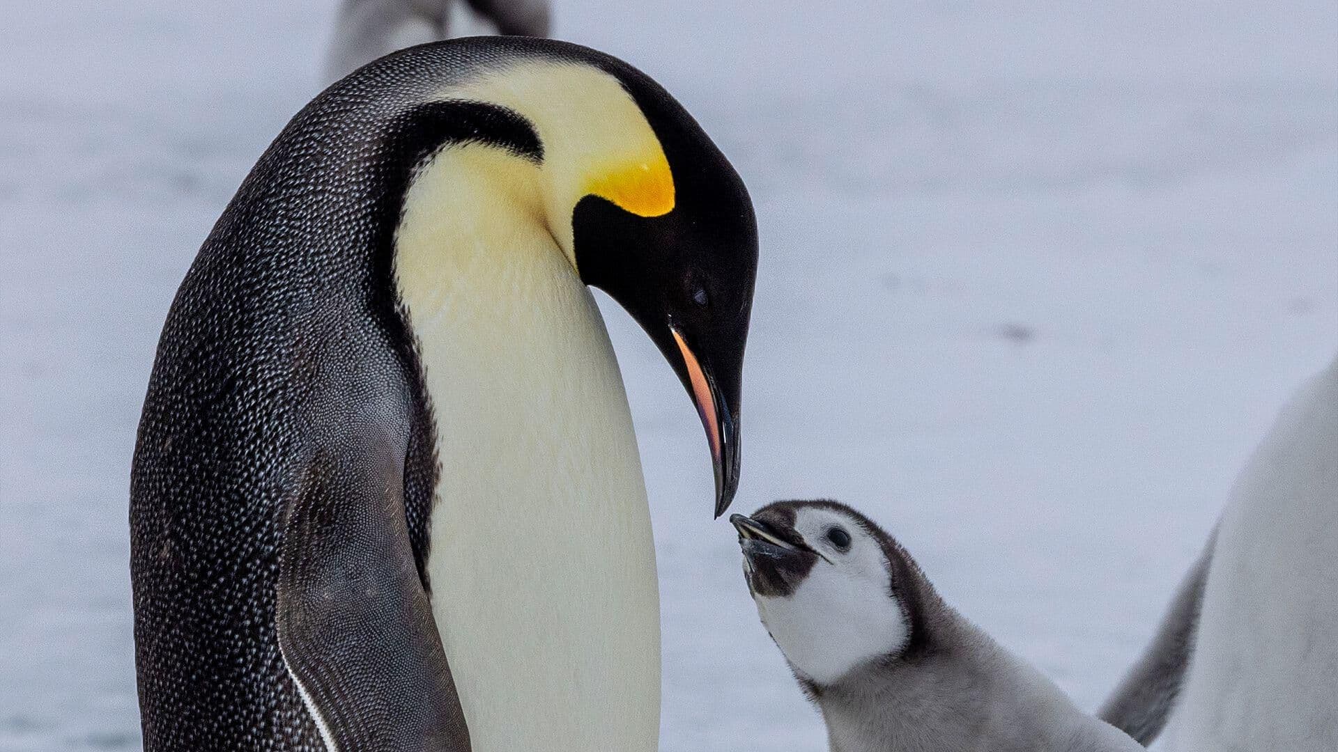 Pingüinos Emperador: la Especie Icónica de la Antártida