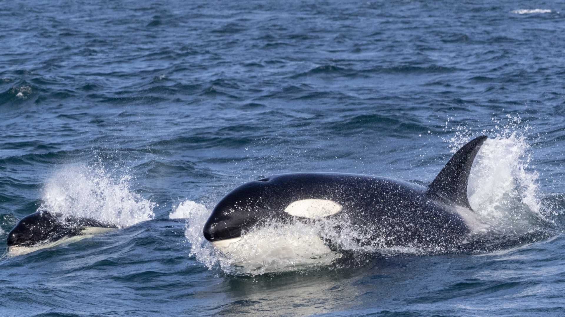 ¿Vuelve Gladis? Orcas Hunden un Yate en Gibraltar